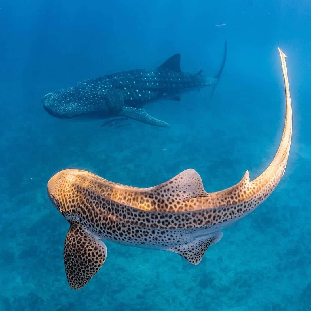 Leopard Sharkand Whale Shark Underwater Wallpaper