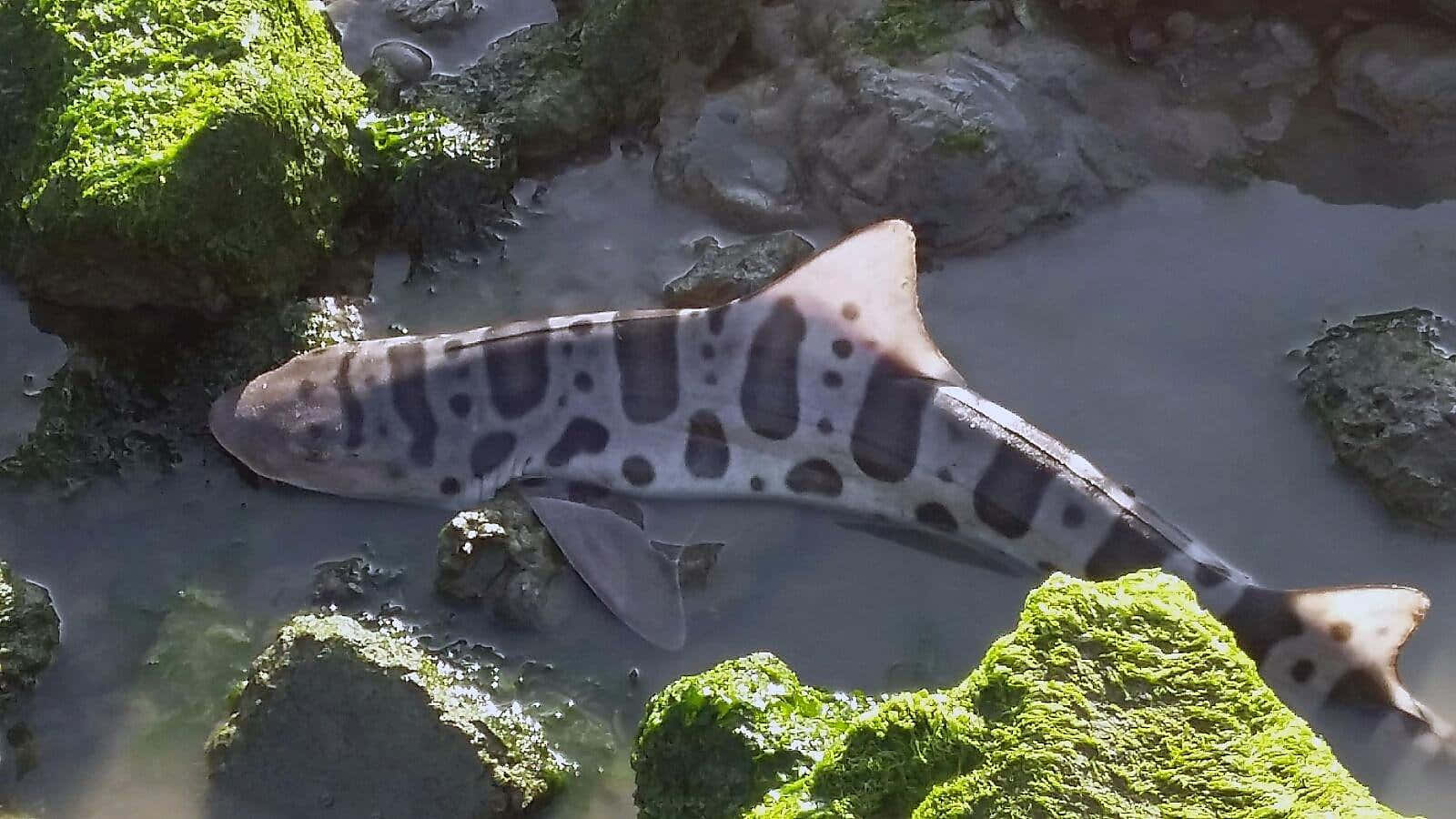 Leopard Sharkin Tidal Pool Wallpaper