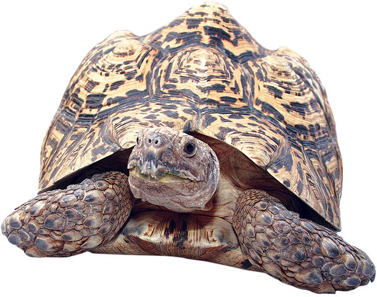 Leopard Tortoise Close Up PNG