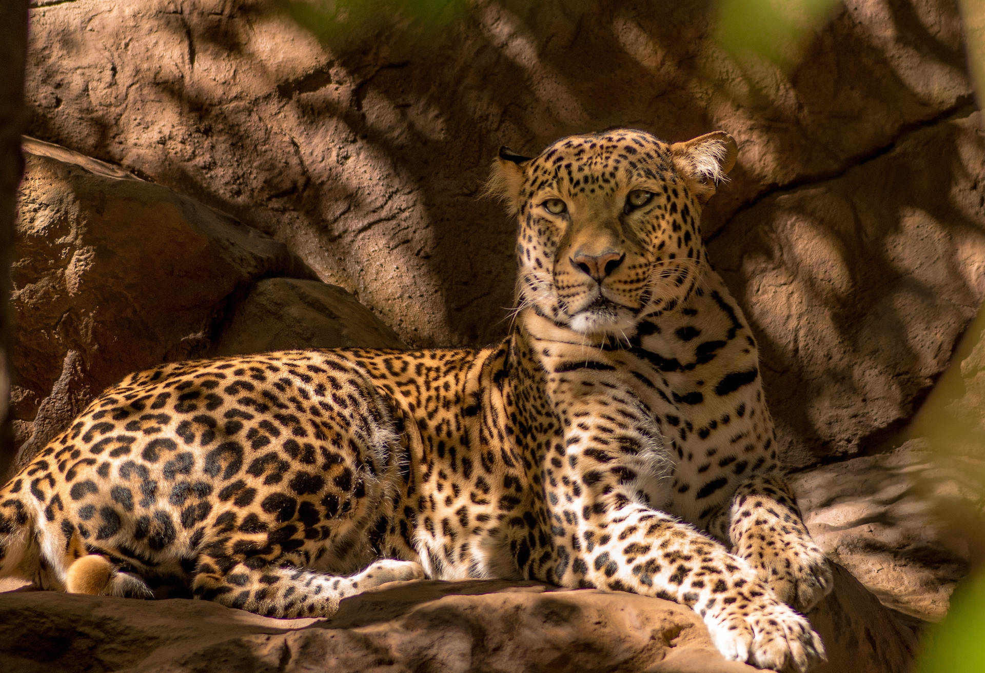Leopard Under The Shade Hd
