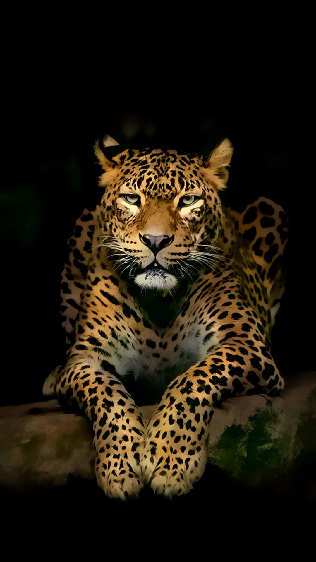 Leopard With A Serious Expression Wallpaper