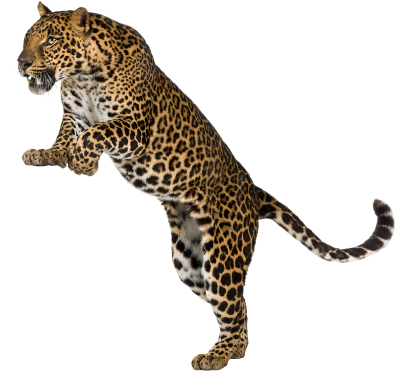 Leopardin Mid Stride PNG