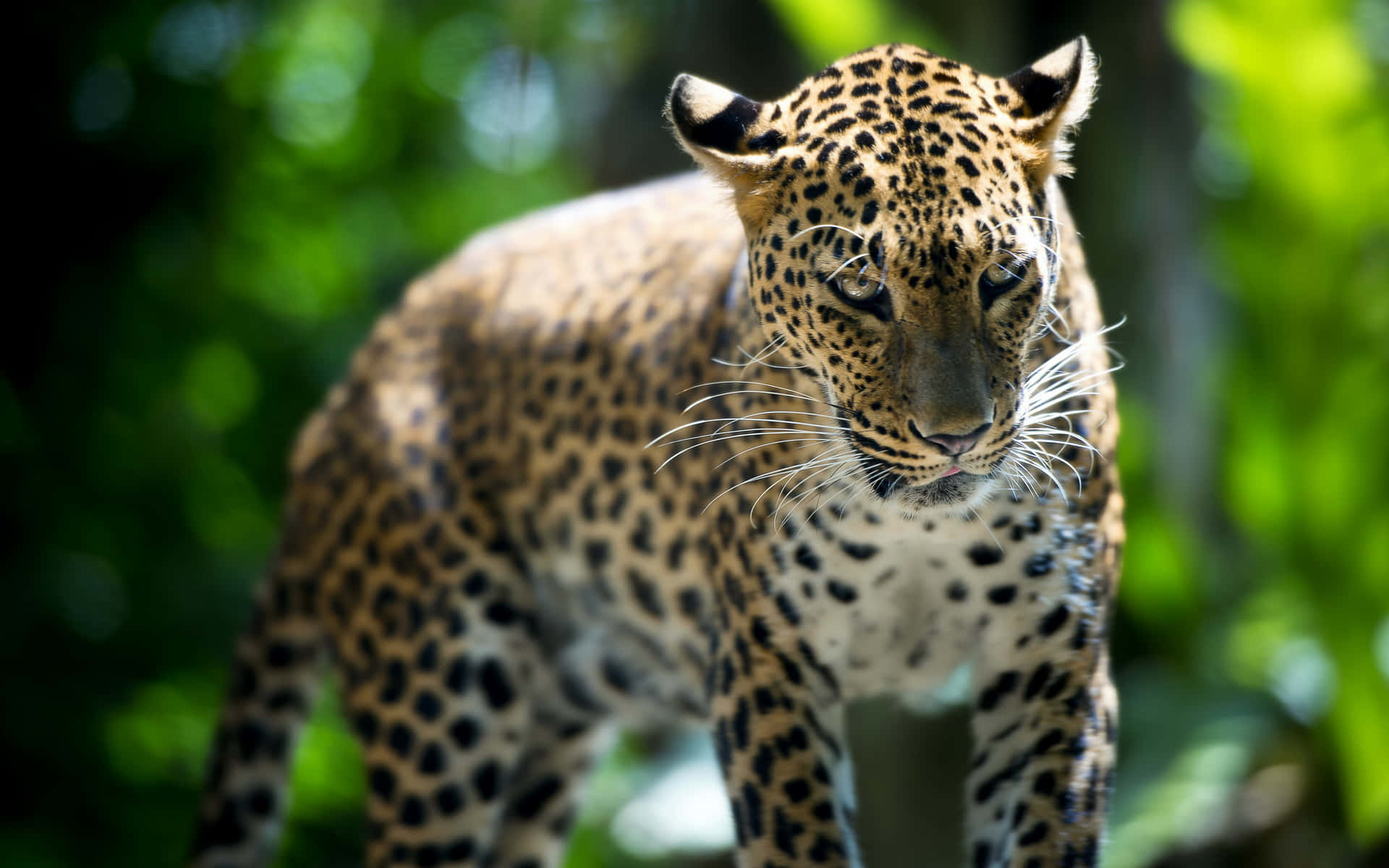 Leopardin Singapore Zoo Wallpaper