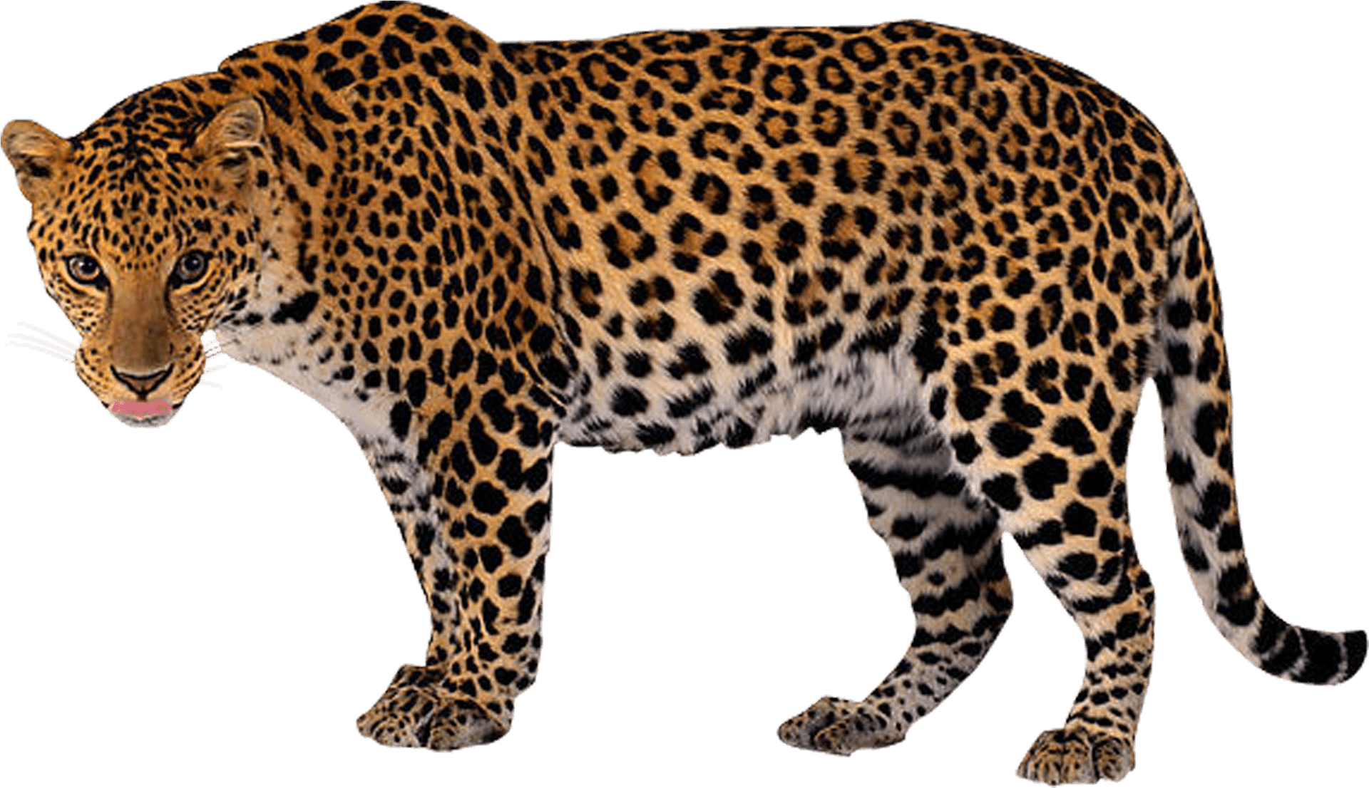 Leopardin Stride.png PNG