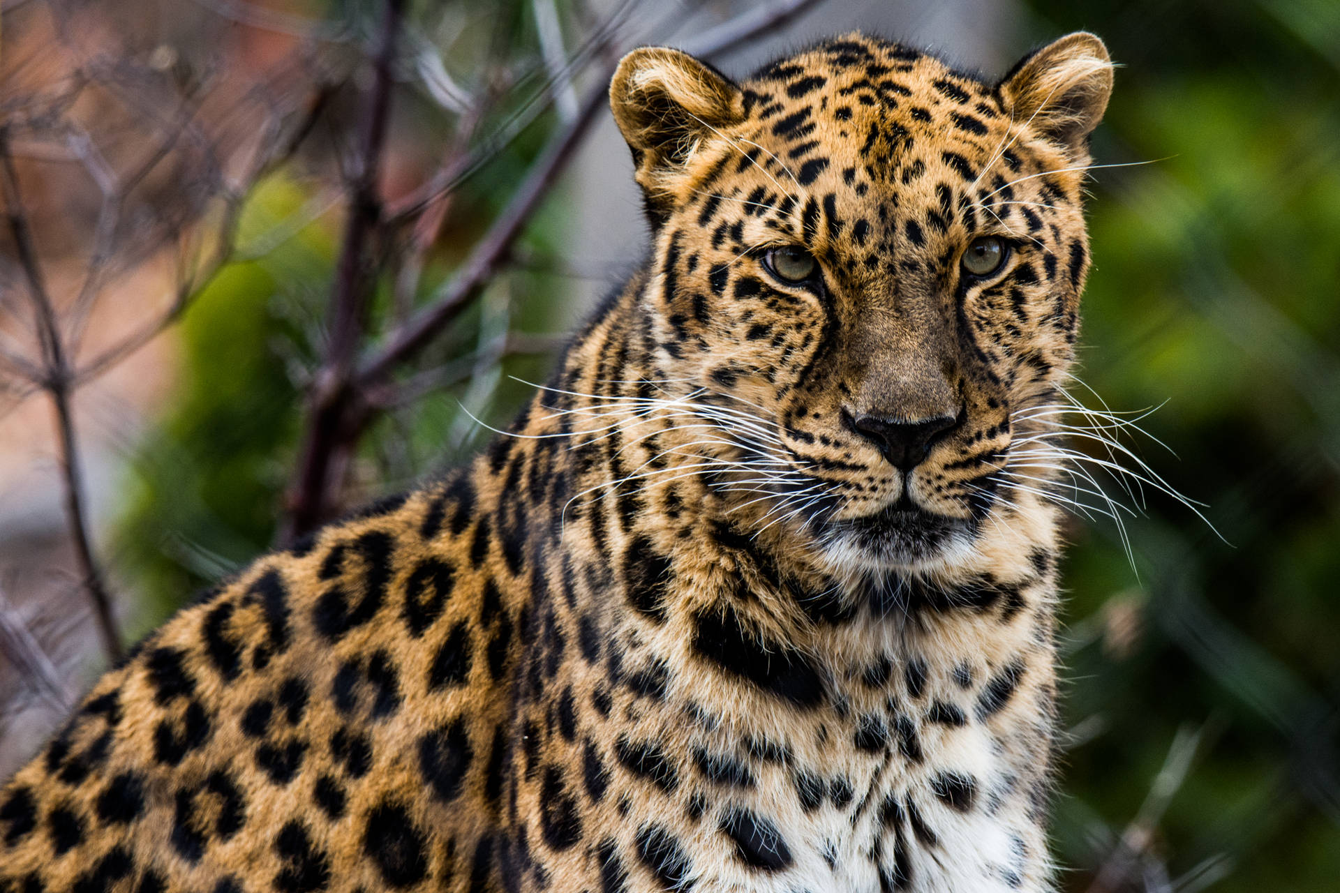 Leopardo Africano Papel de Parede