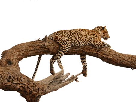 Leopardon Tree Branch PNG
