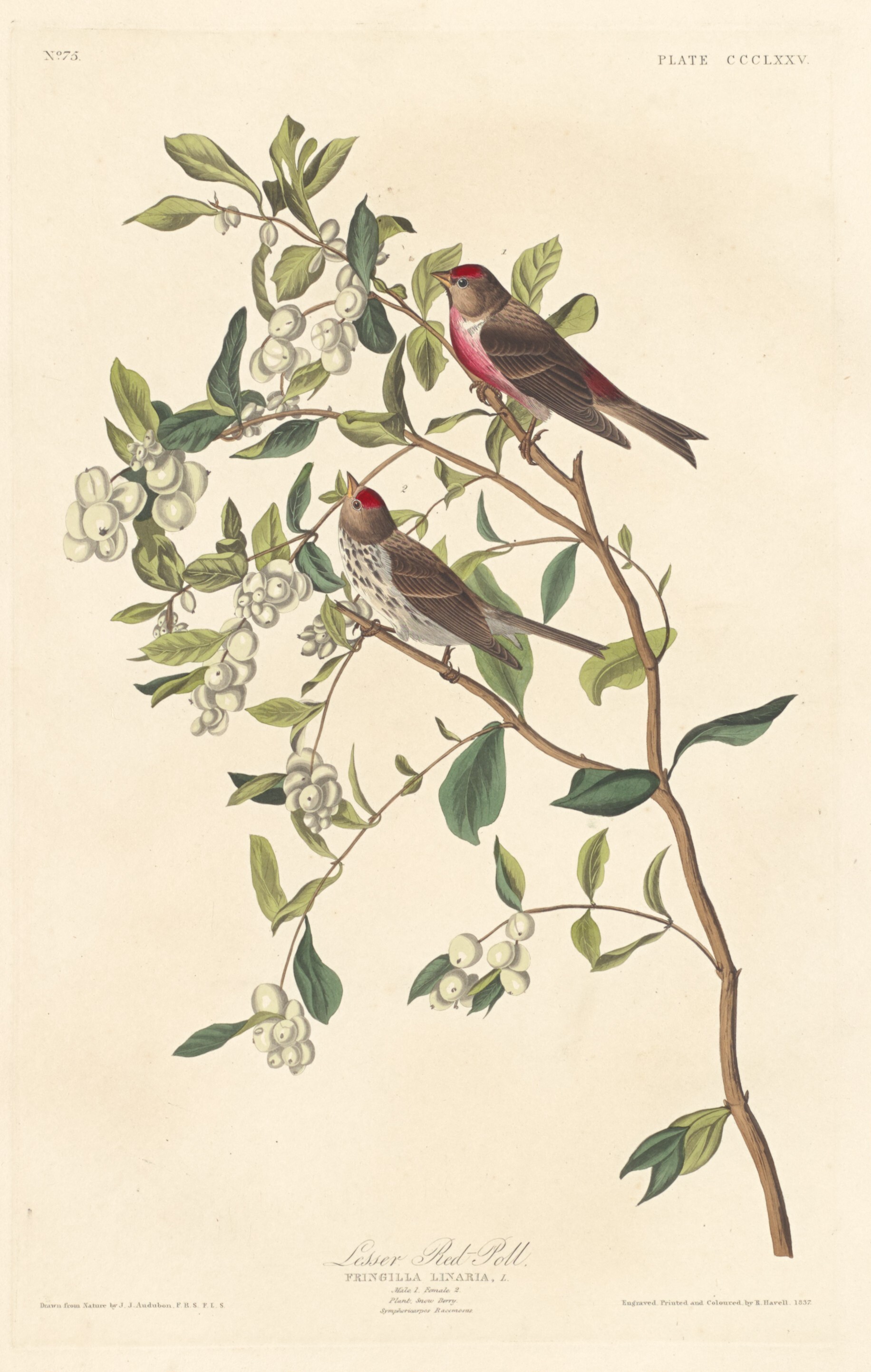 Lesser Red-poll Wallpaper