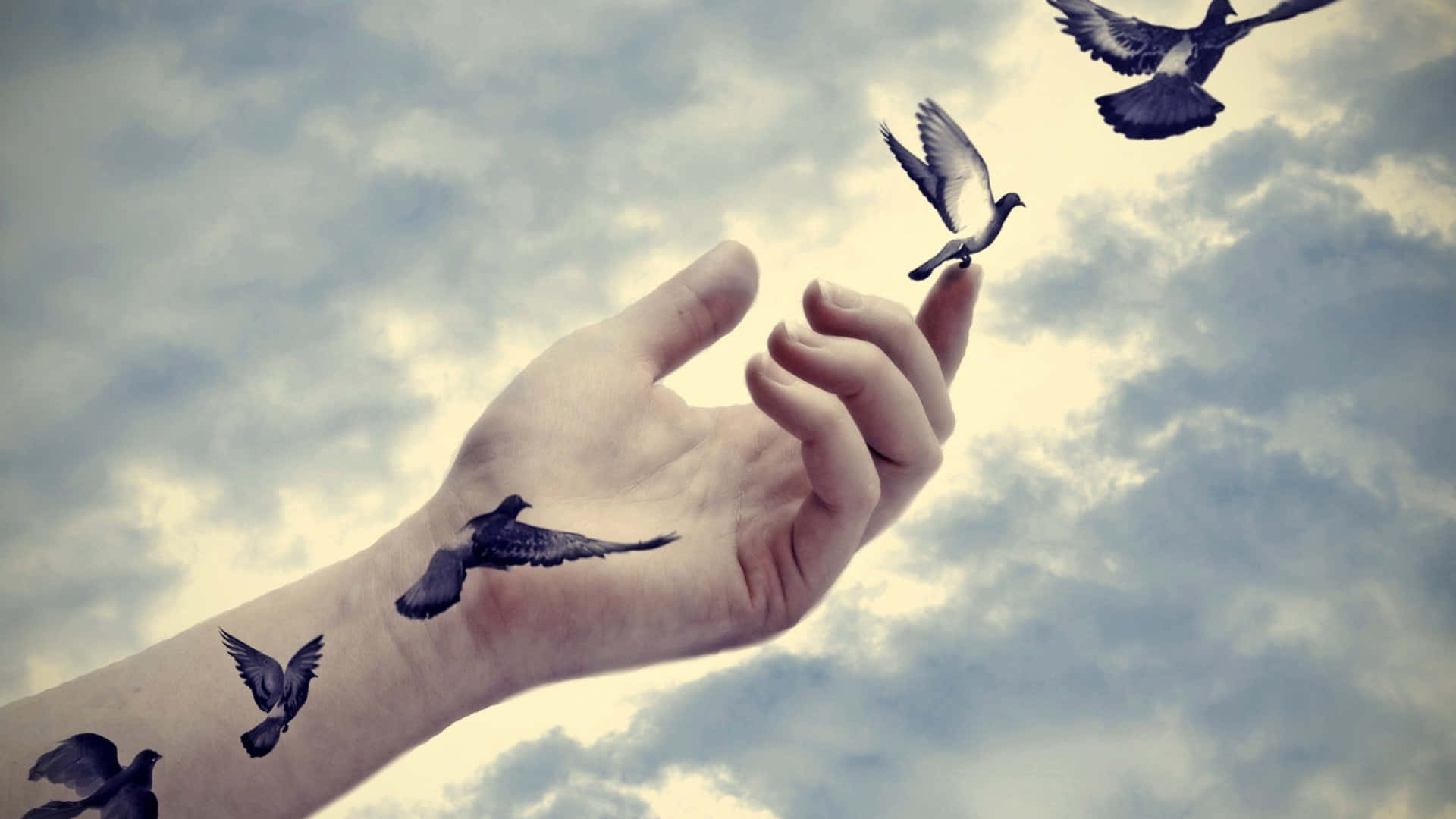 En hånd med et tatoveringsmønster af fugle, der svæver i himlen. Wallpaper