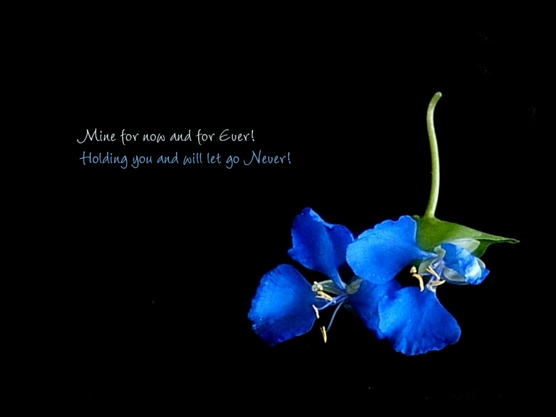 A Blue Flower With The Quote For You And Me To Be The Event Wallpaper