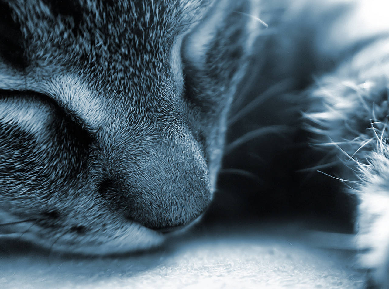 Lethargic Napping Cat Wallpaper