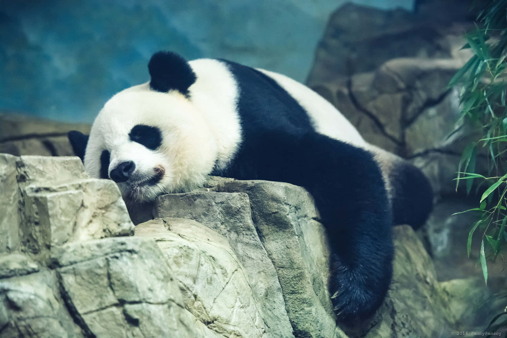 Lethargic Sleeping Panda Background