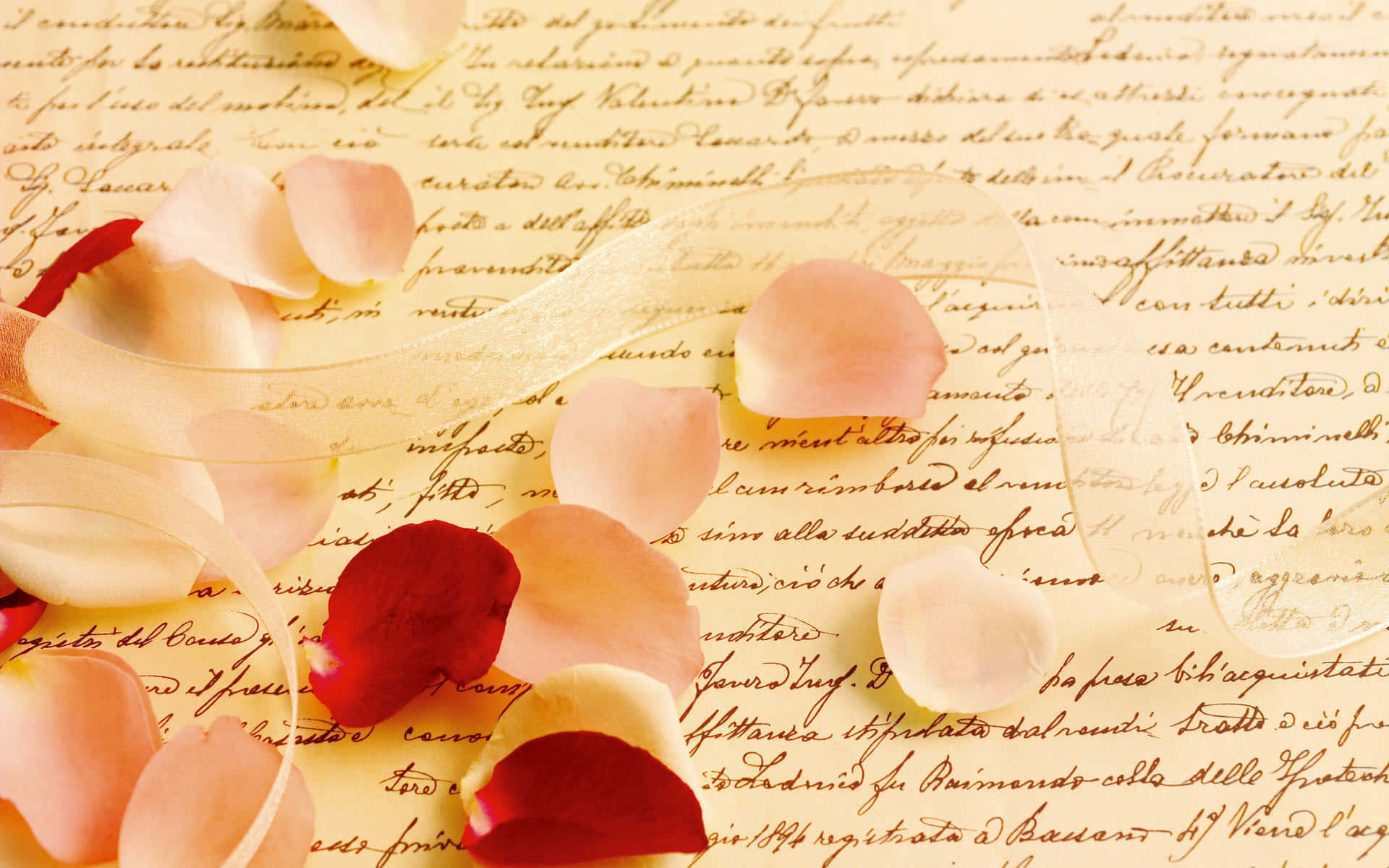 A Pink Rose Petal On A Piece Of Paper
