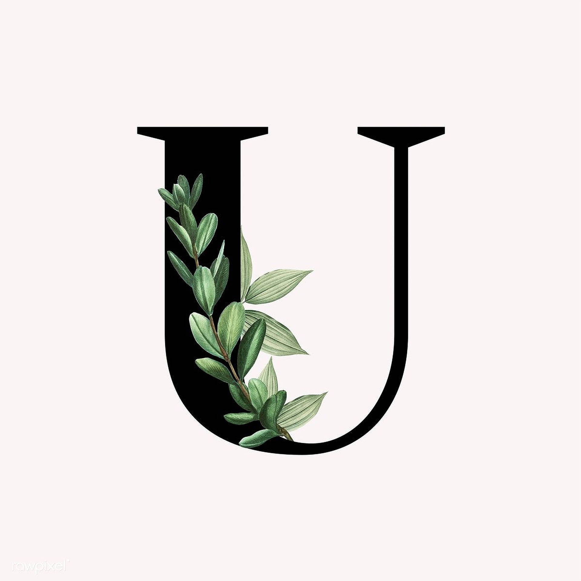 Letter U Design
