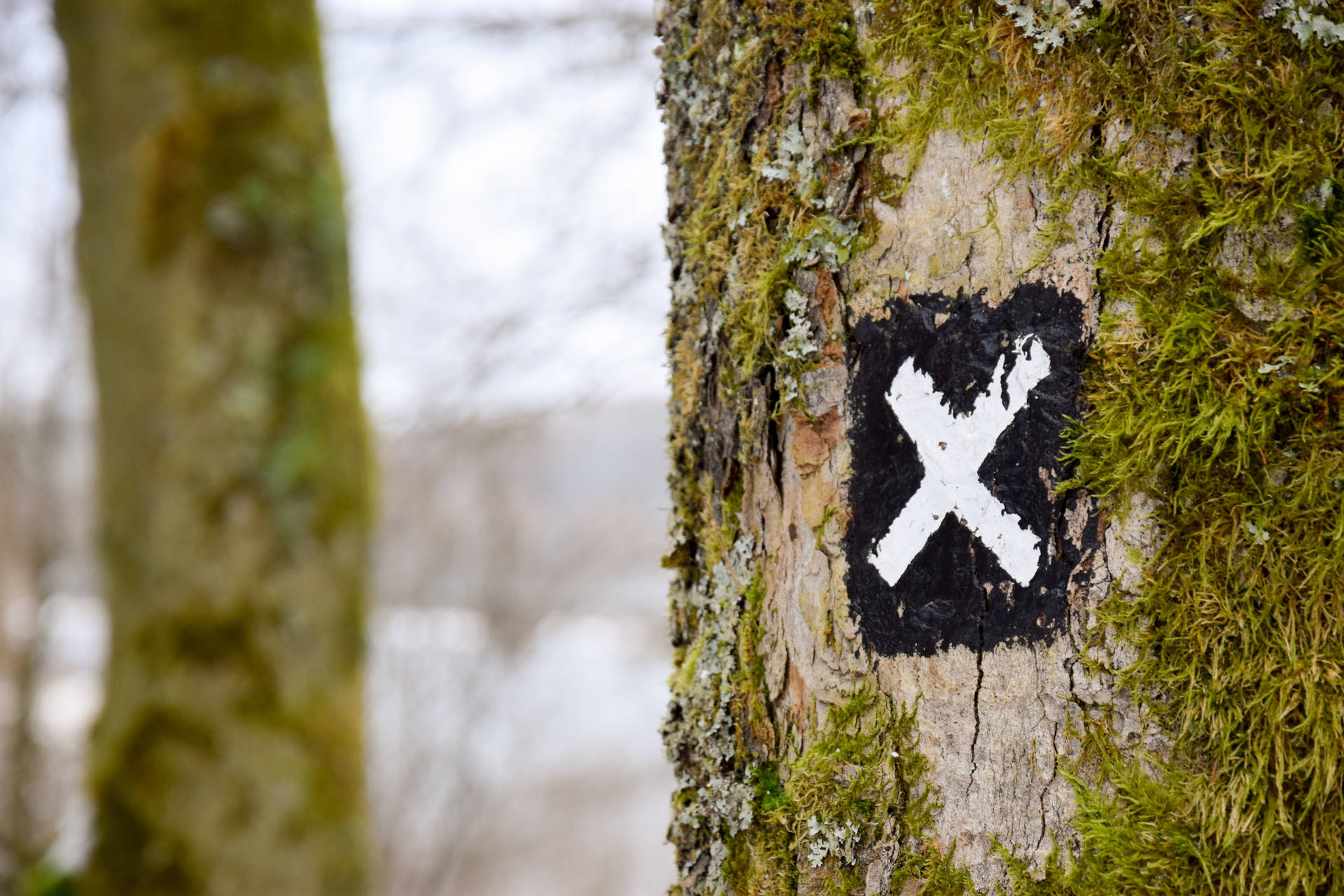 Letter X On Tree Trunk Wallpaper