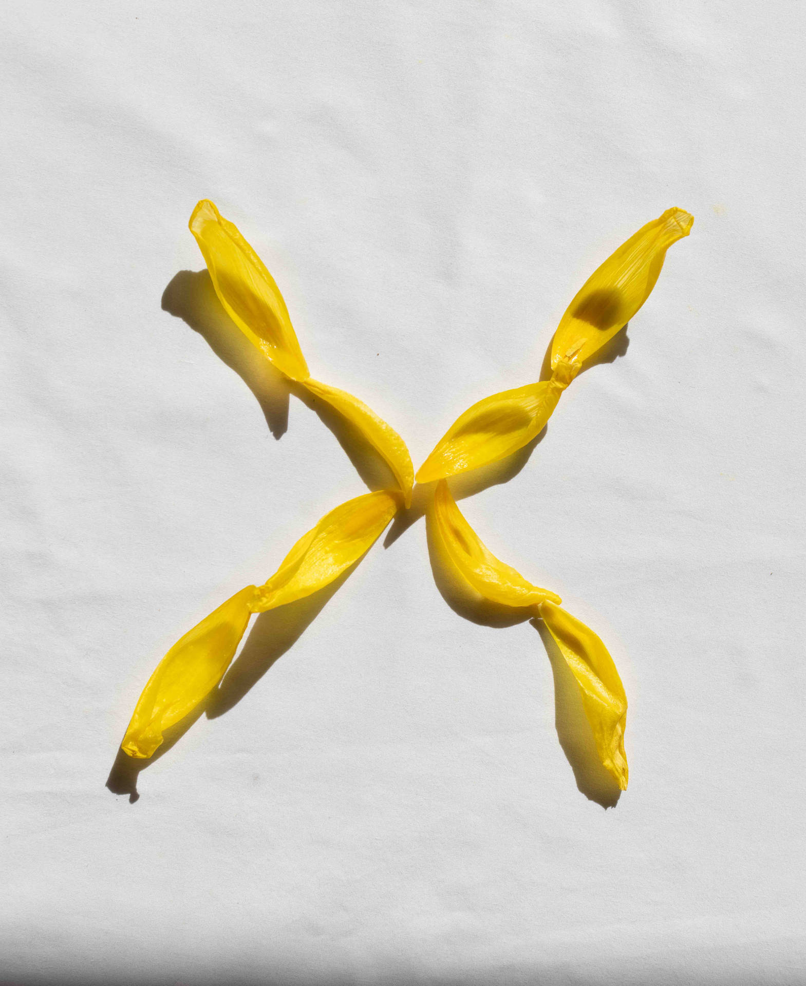 "Delicate Yellow Petals Forming the Letter X" Wallpaper