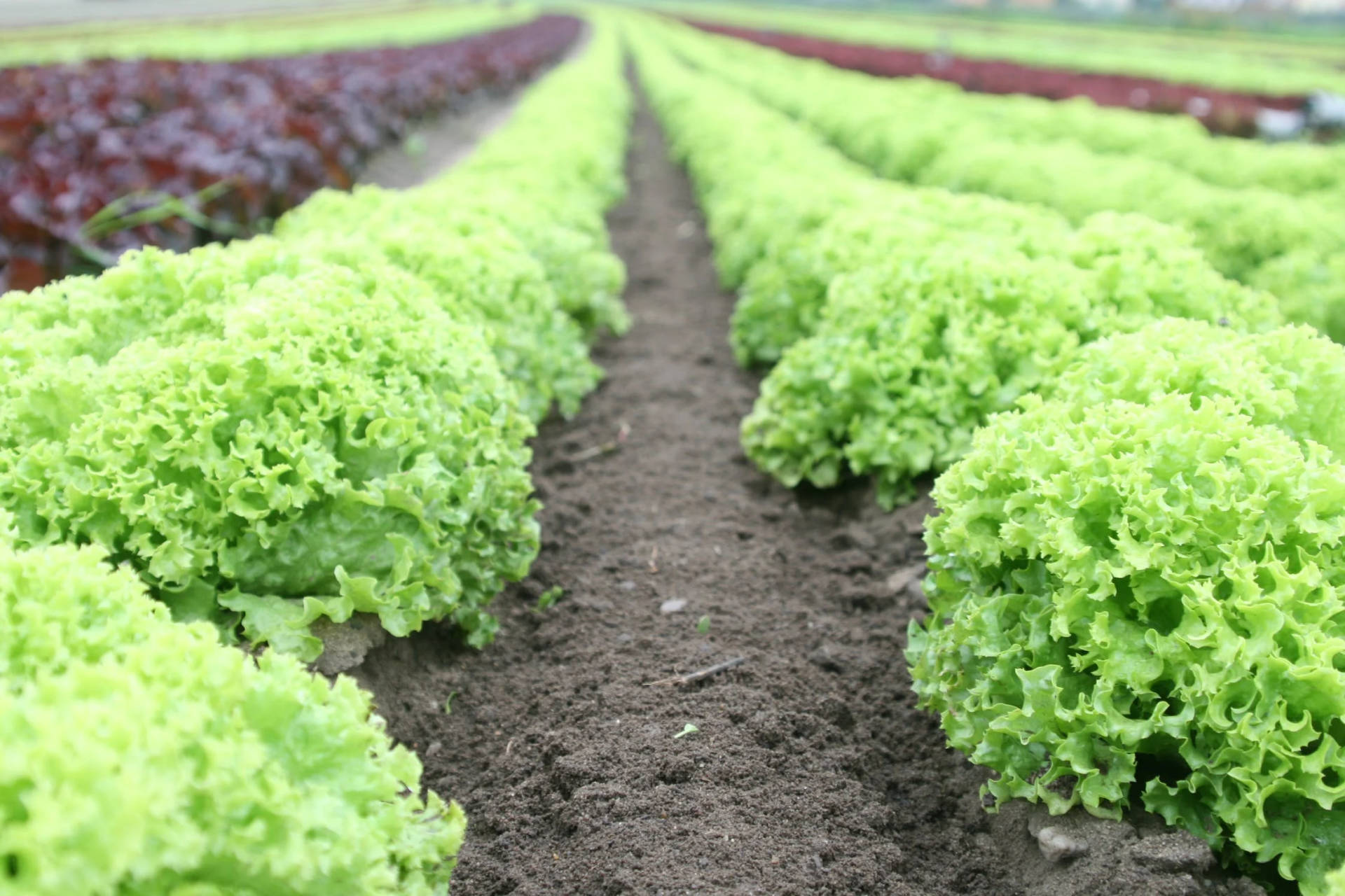 Lettuce Field Wallpaper