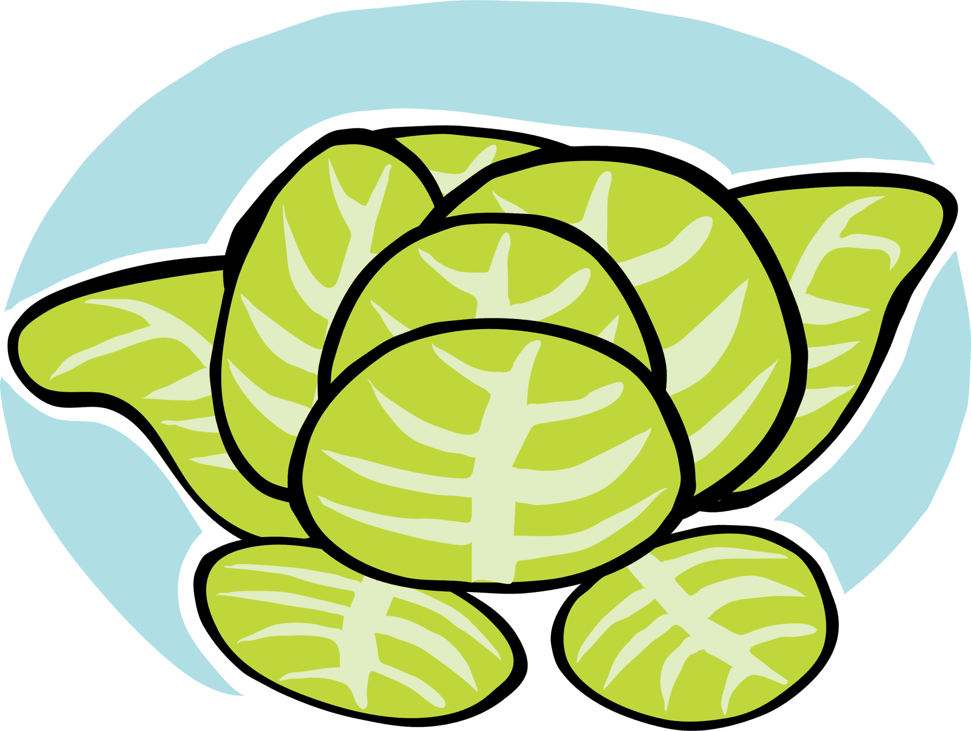 Lettuce Turtle Cartoon Illustration PNG