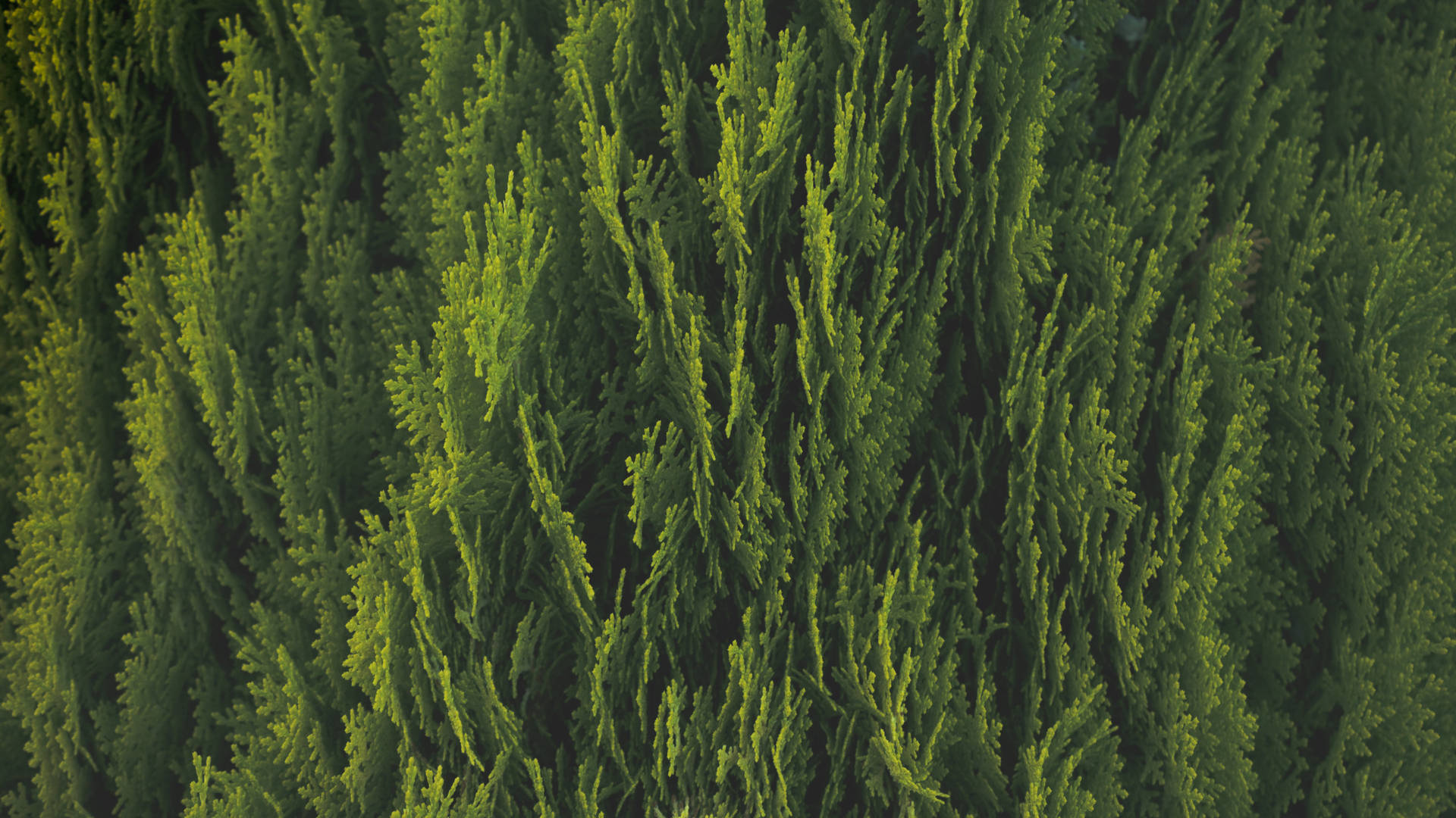 Levende Grønne Natur Træer Wallpaper