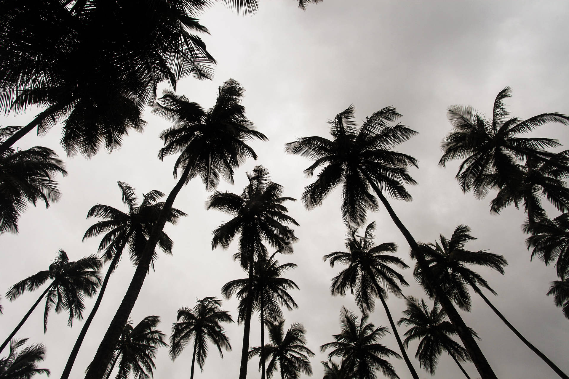 Liberia Palm Trees