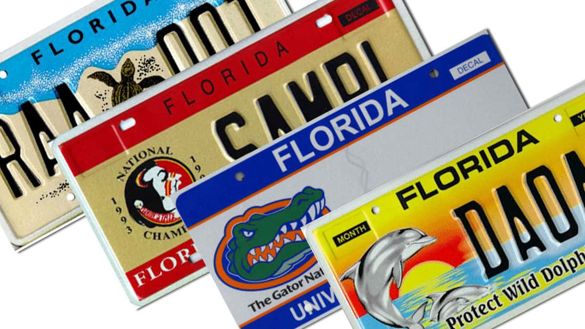 Färgstarkadesign På Florida Nummerskyltar