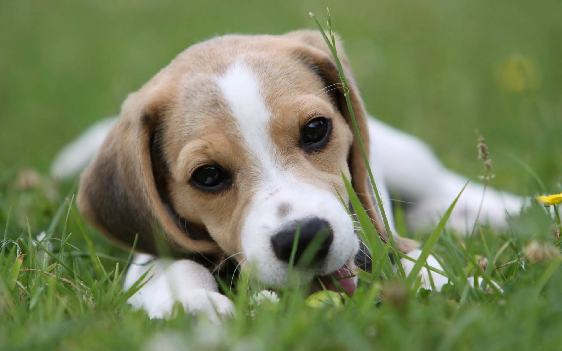 Licking Beagle Dog On Grass Wallpaper