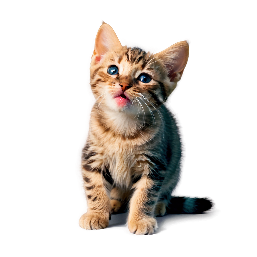 Licking Cat Cute Png A PNG