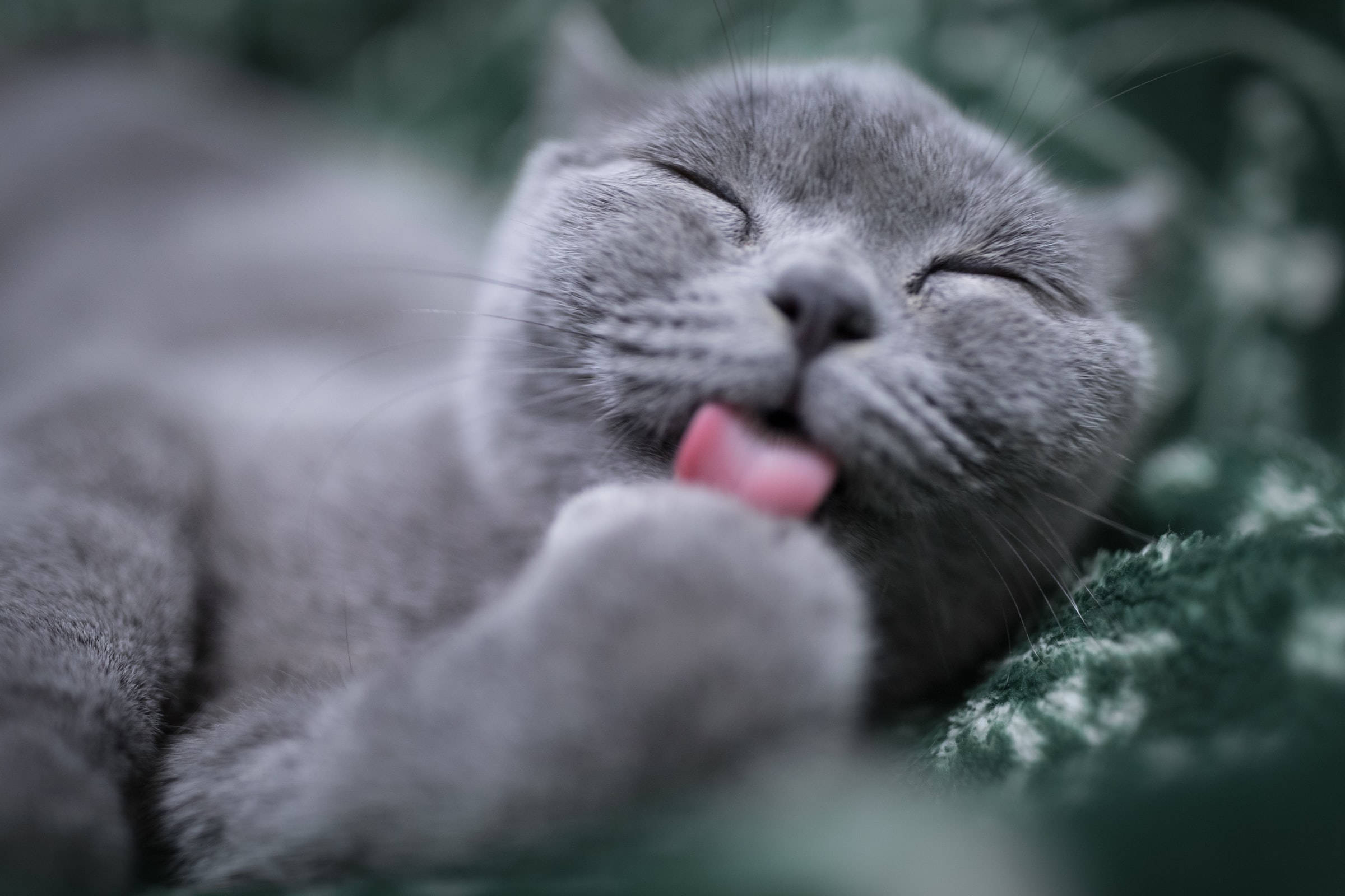 Licking Paws Gray British Shorthair Cat Pfp Background
