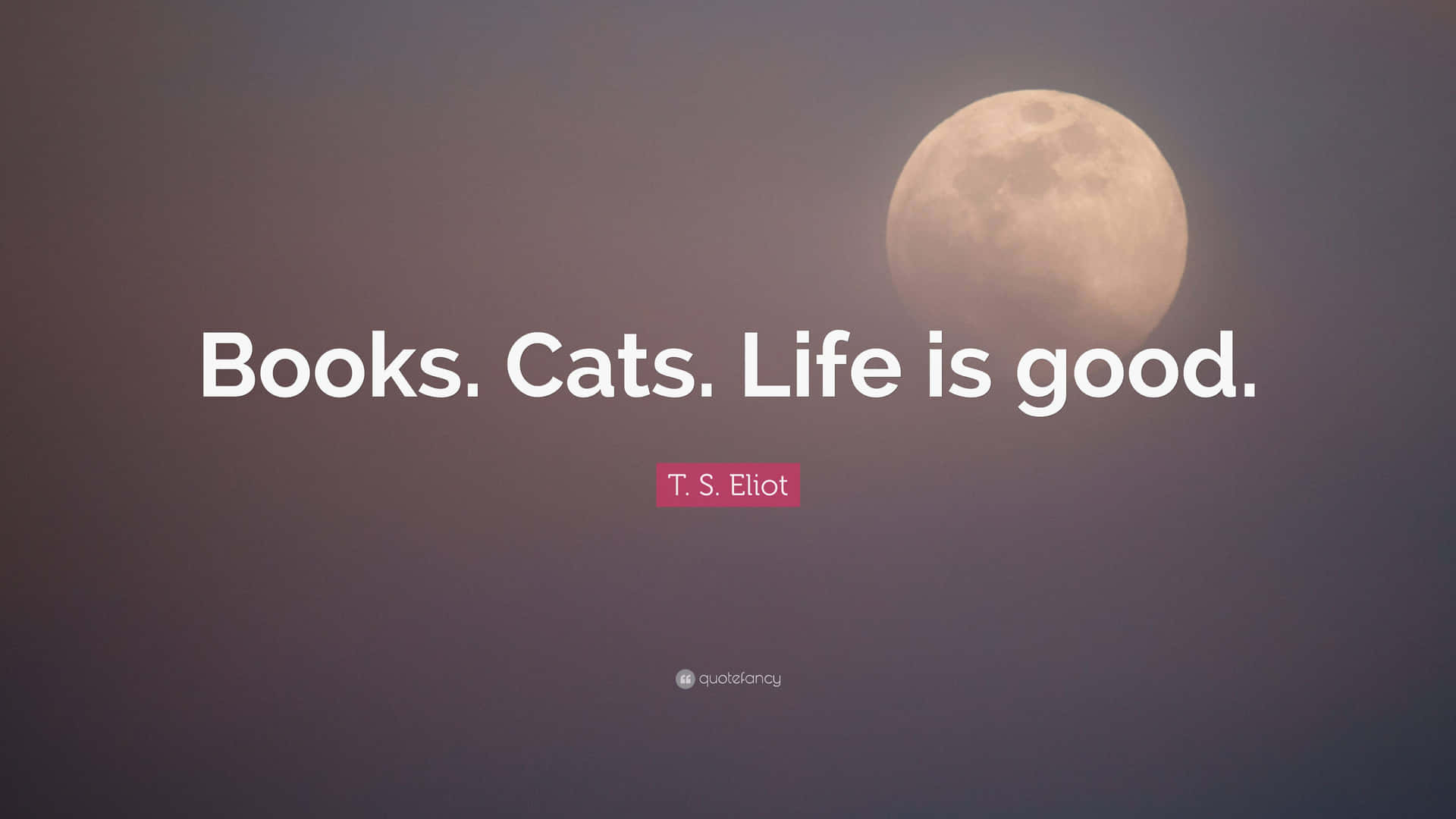 Bøger katte livet er godt citat Wallpaper