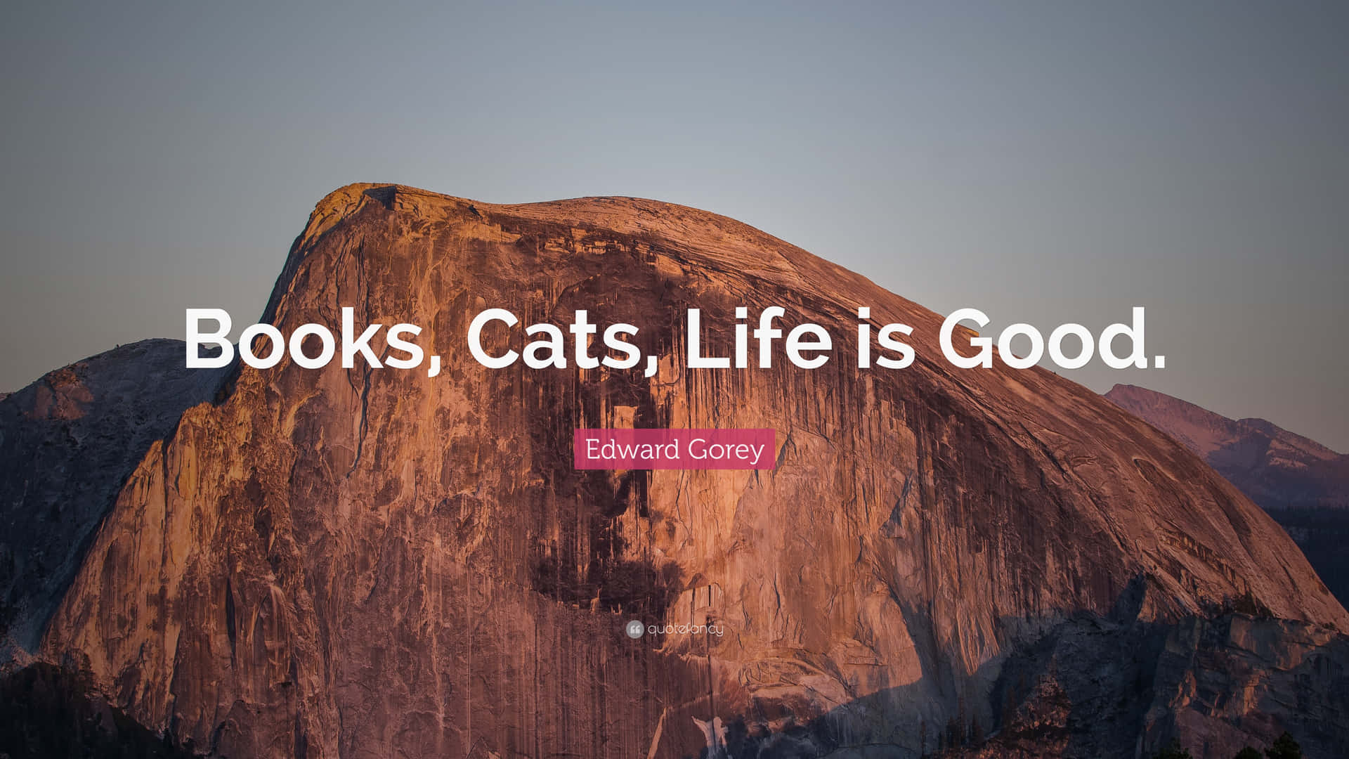Books Cats Life Good Wallpaper