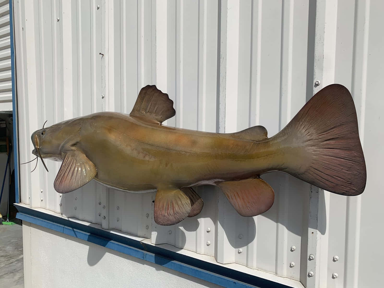 Lifesize Channel Catfish Model Wallpaper