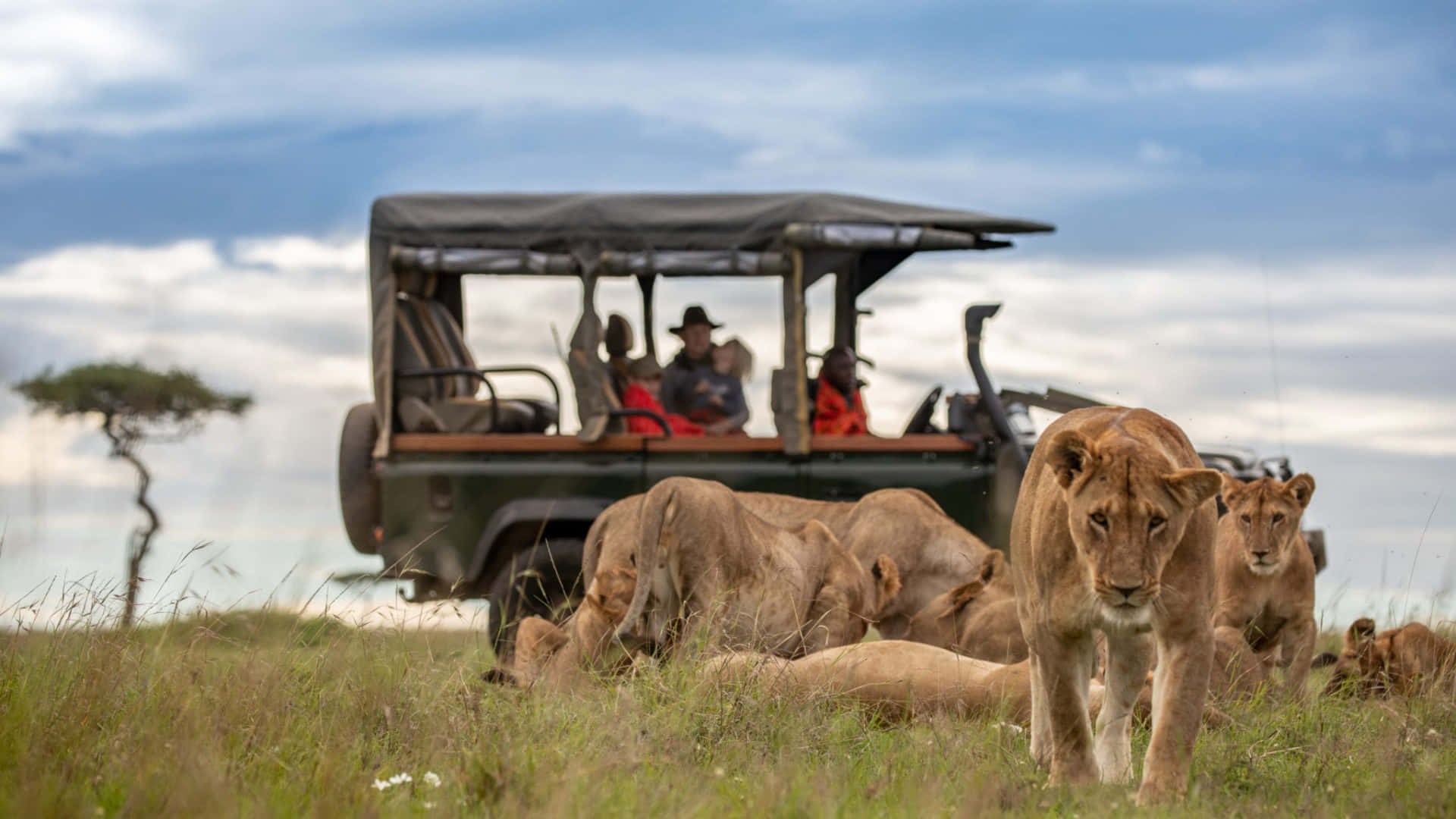 Ligeri Masai Mara Nationalreservat. Wallpaper