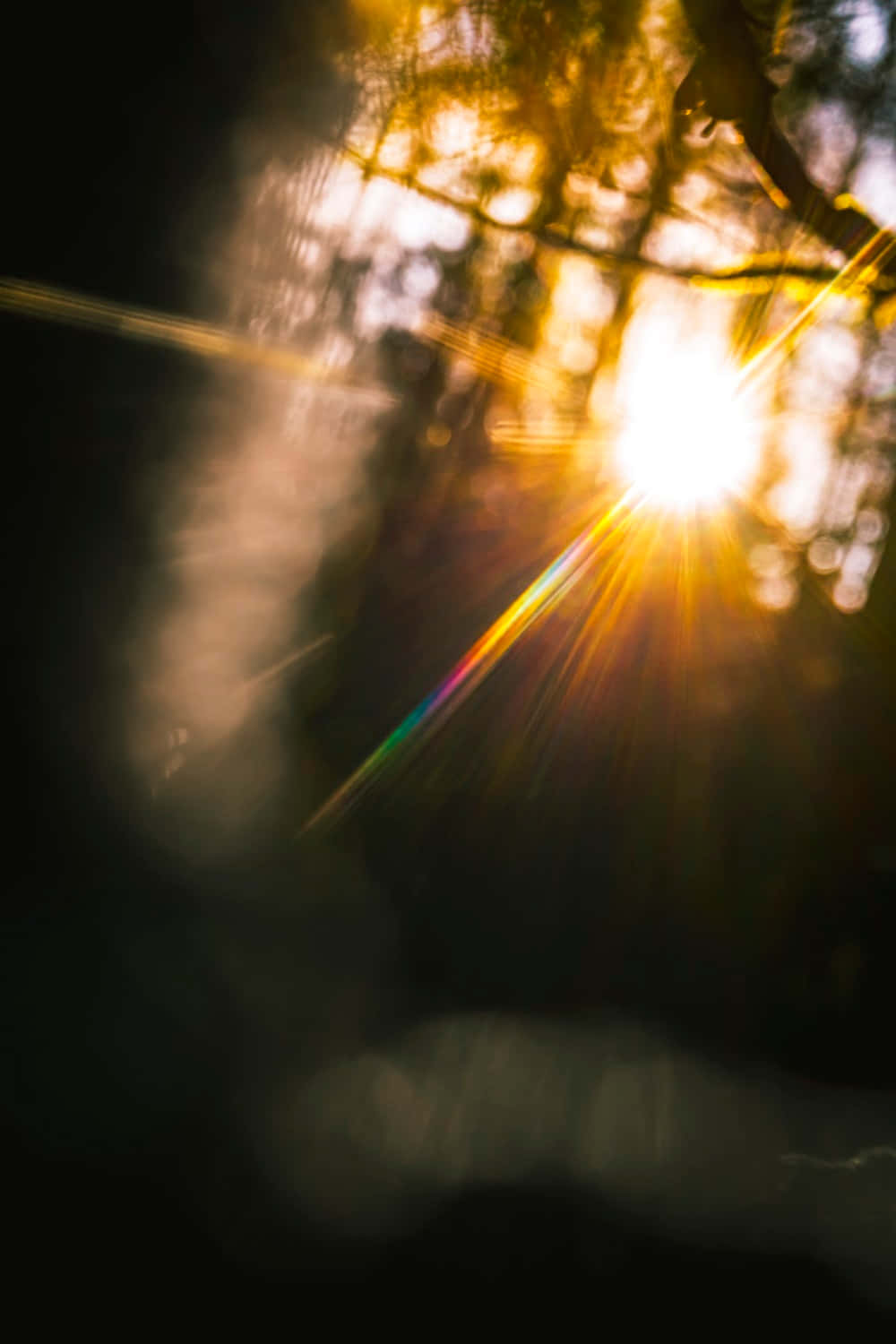 Light Rays In The Woods Background