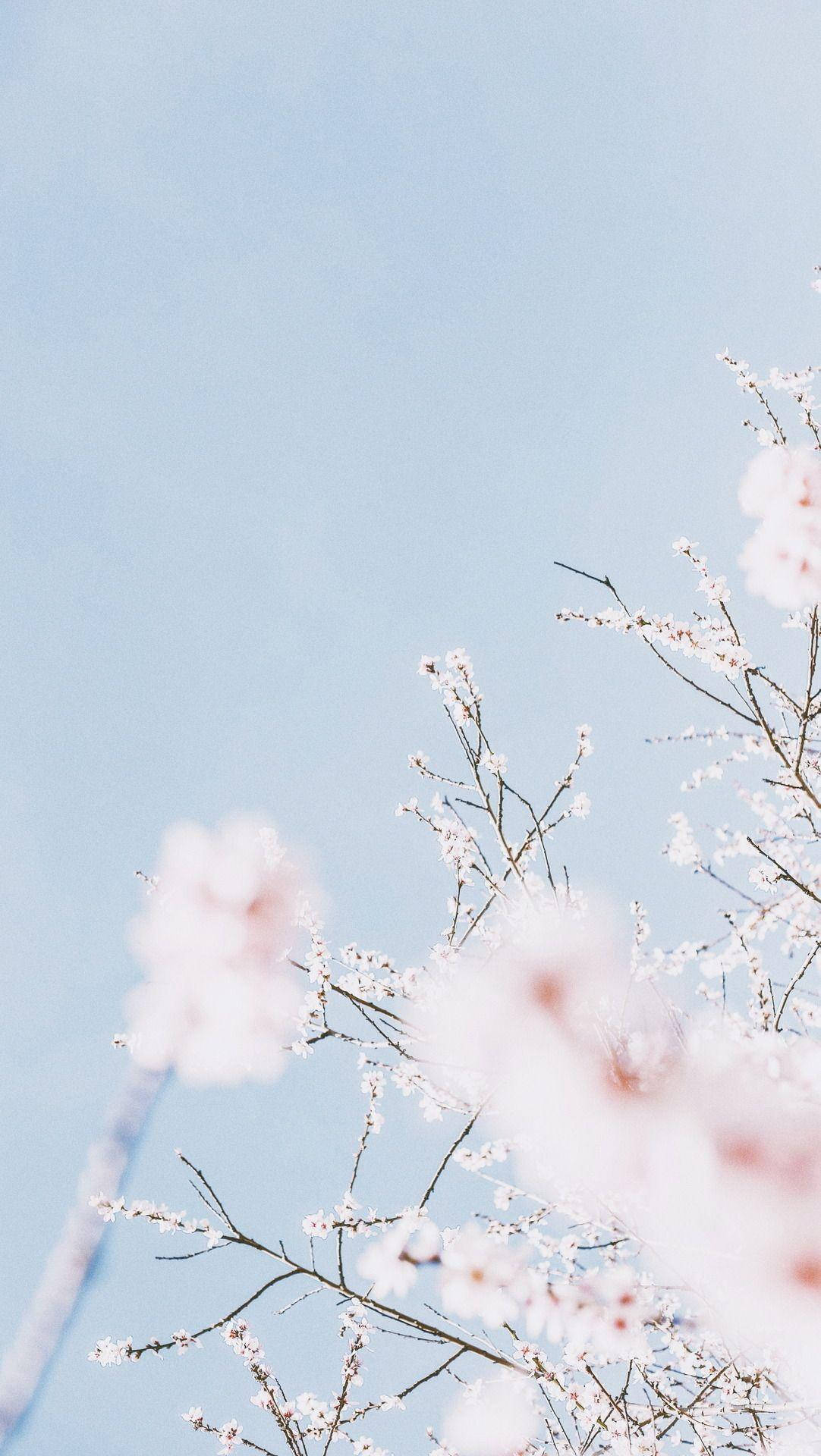 Light Blue Aesthetic Sakura Picture