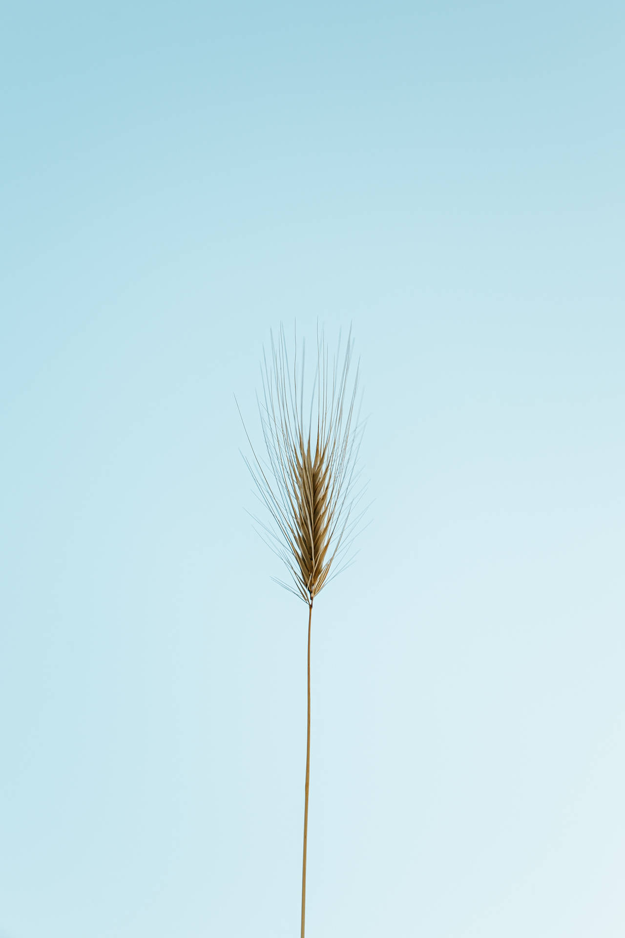 Light Blue Aesthetic Wheat Picture