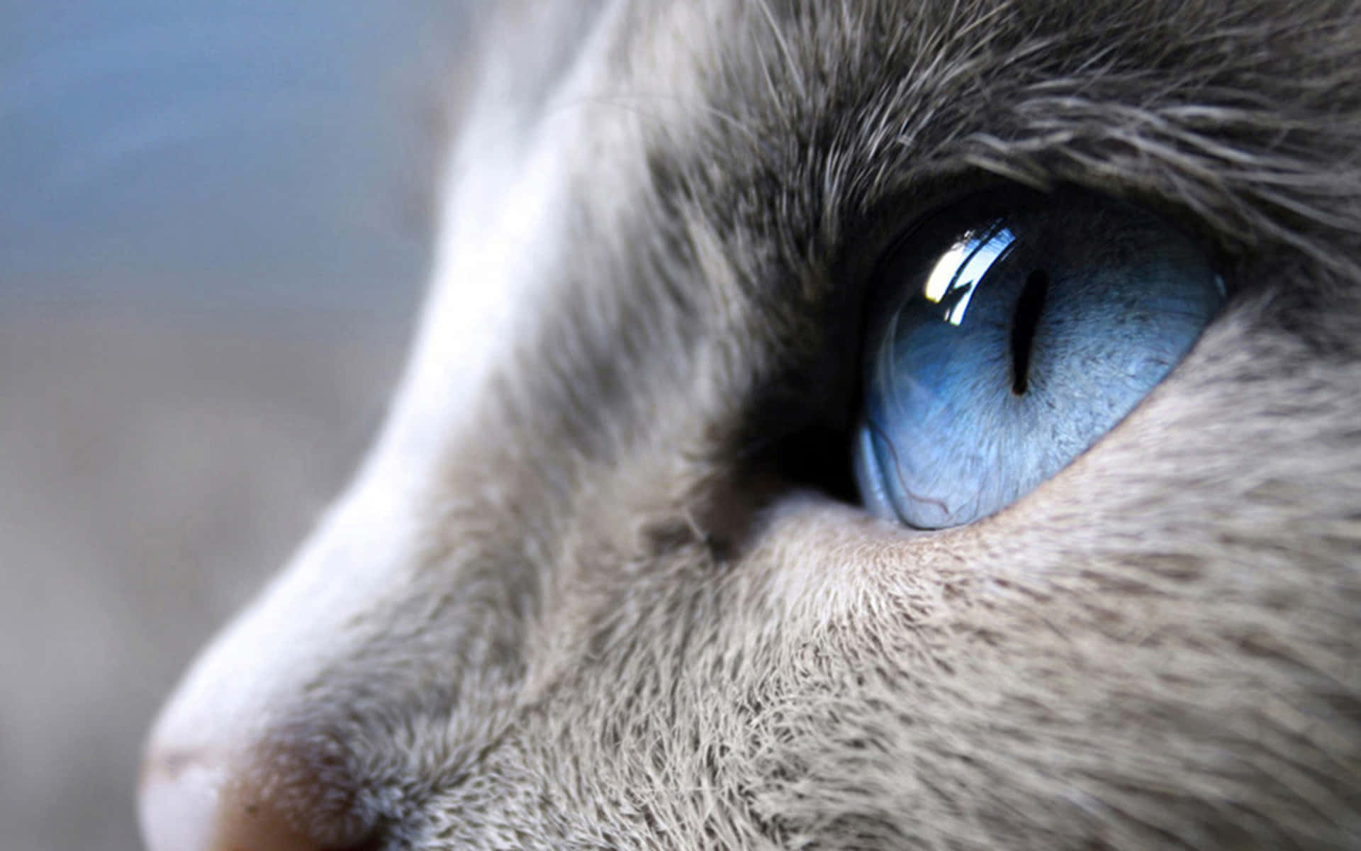 Light Blue Cat Eyes Closed Up Background