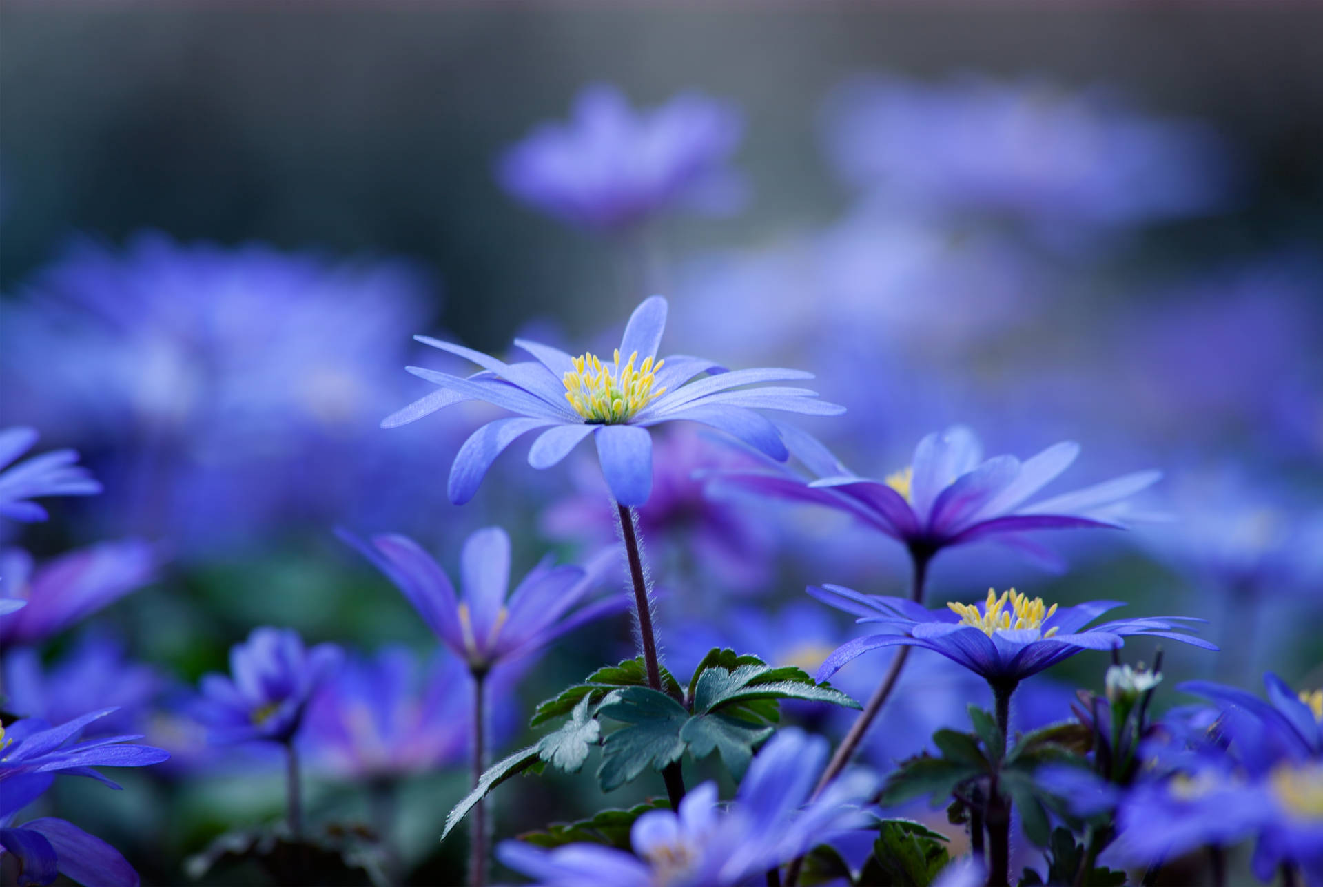 Download Light Blue Flower Wallpaper 