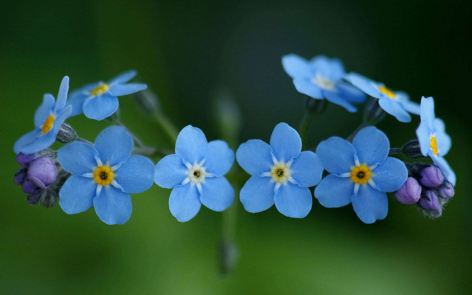 Light Blue Forget Me Not Flowers Background