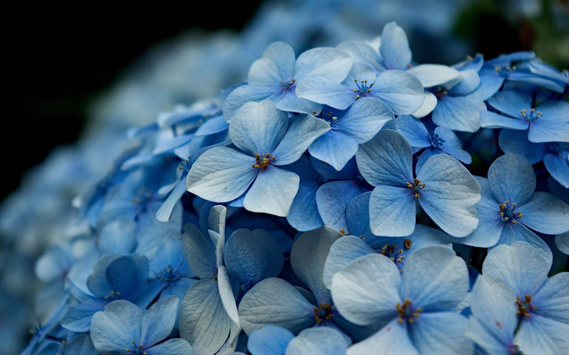 Light Blue Hydrangea Flower Close Up Wallpaper