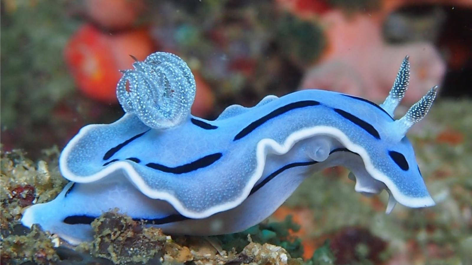 Light Blue Sea Slug Wallpaper