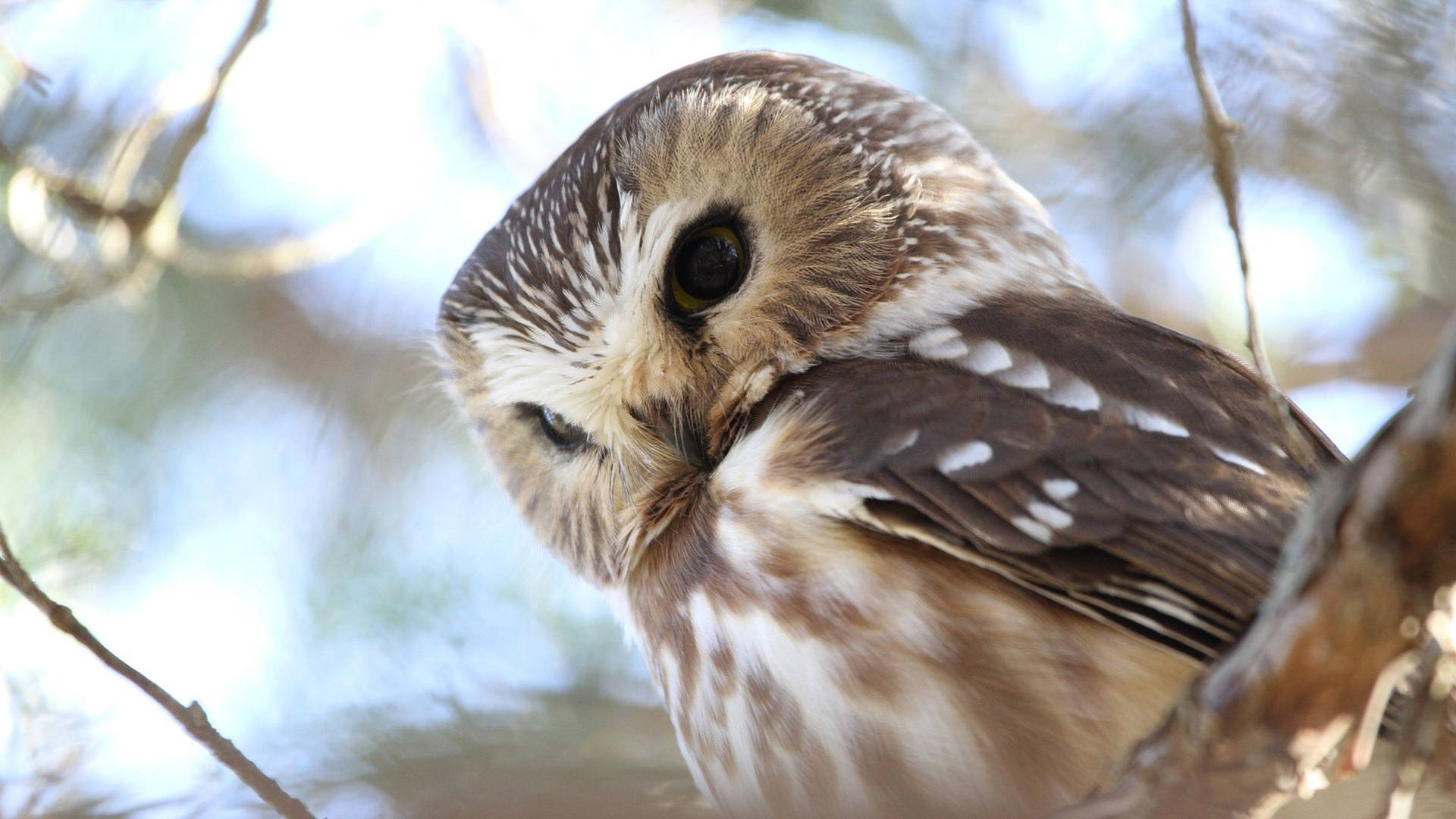 Light Brown Cute Owl Wallpaper