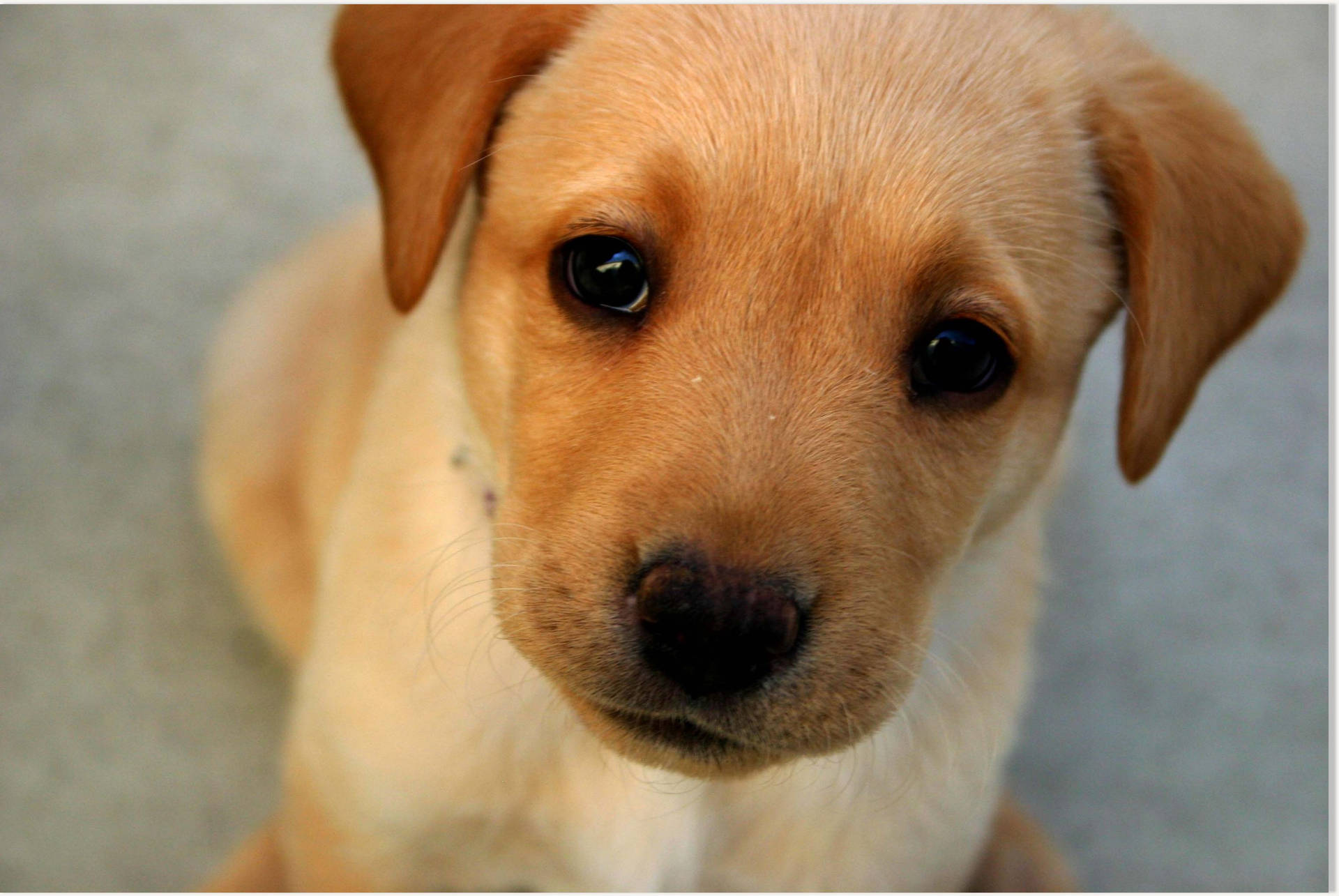 Light Brown Cute Puppy Black Eyes