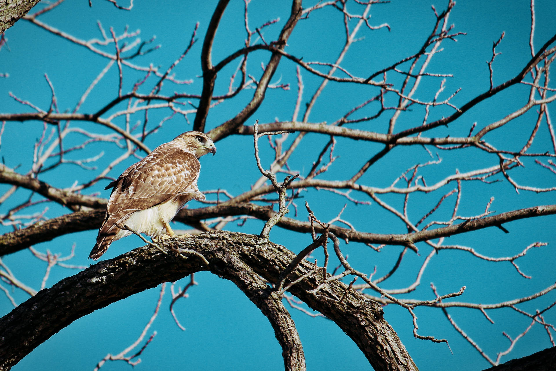 Light Brown Falcon On Tree