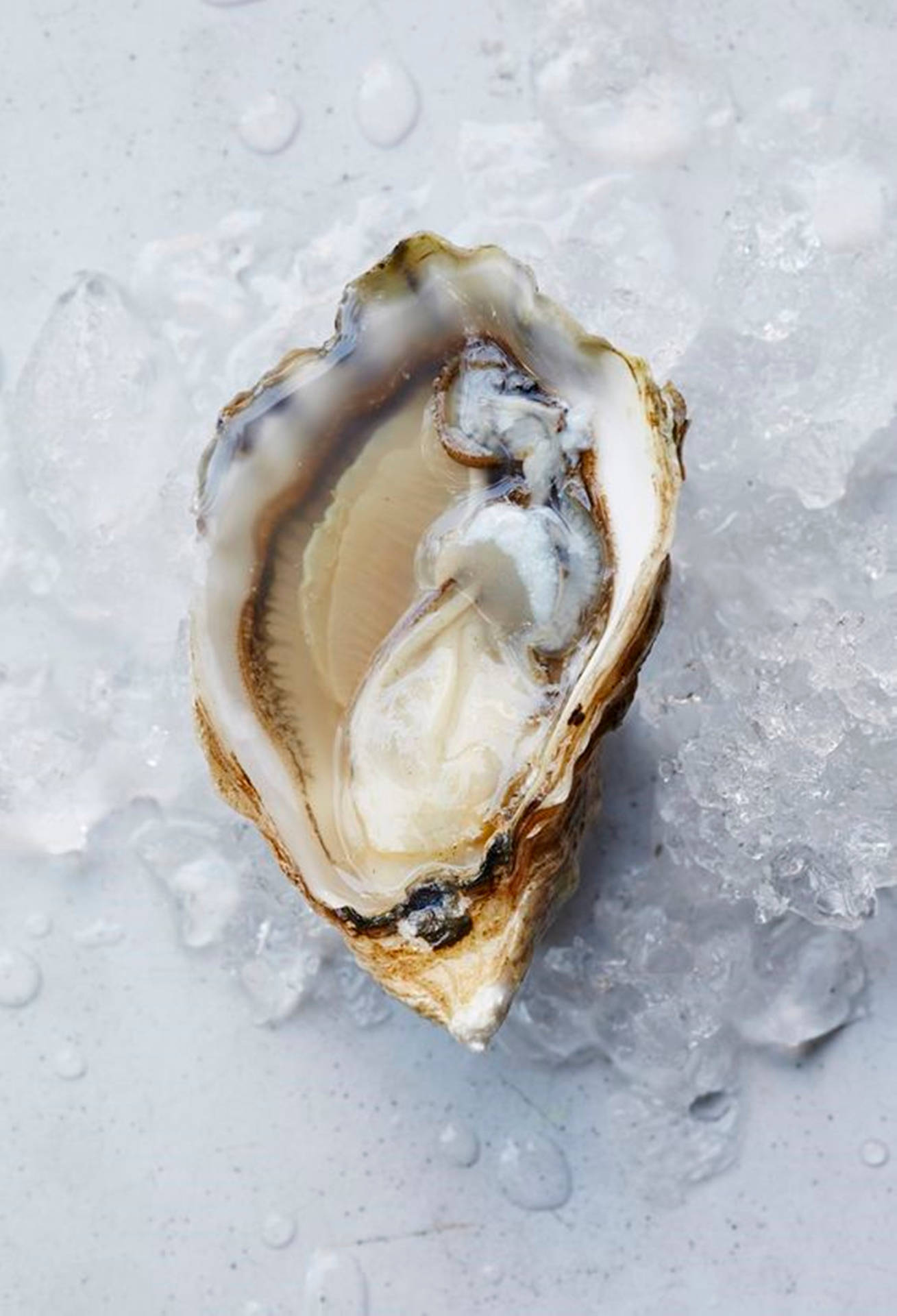 Light Brown Oyster On Ice Wallpaper