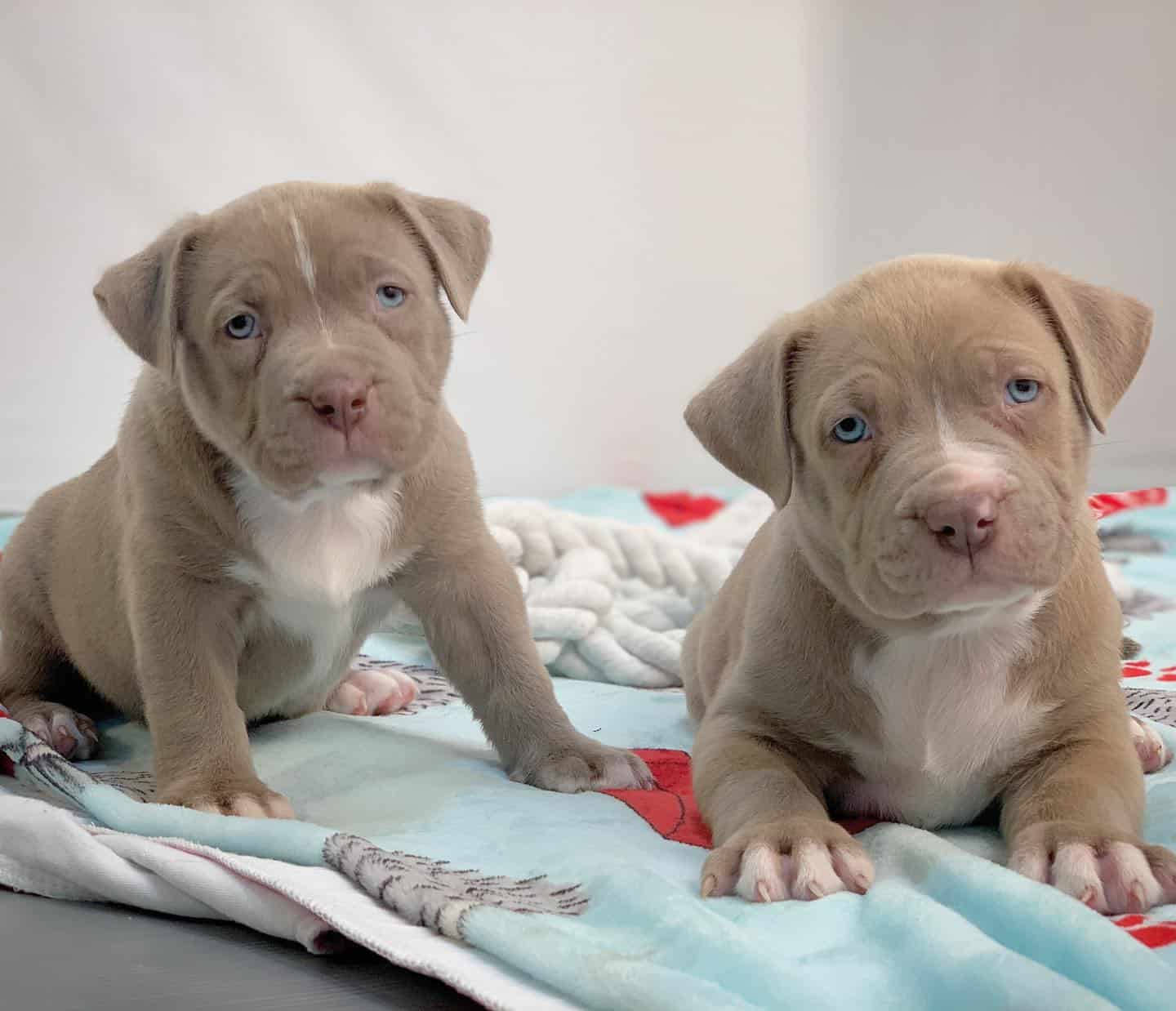 Adorable Light Brown Pitbull Puppies Wallpaper
