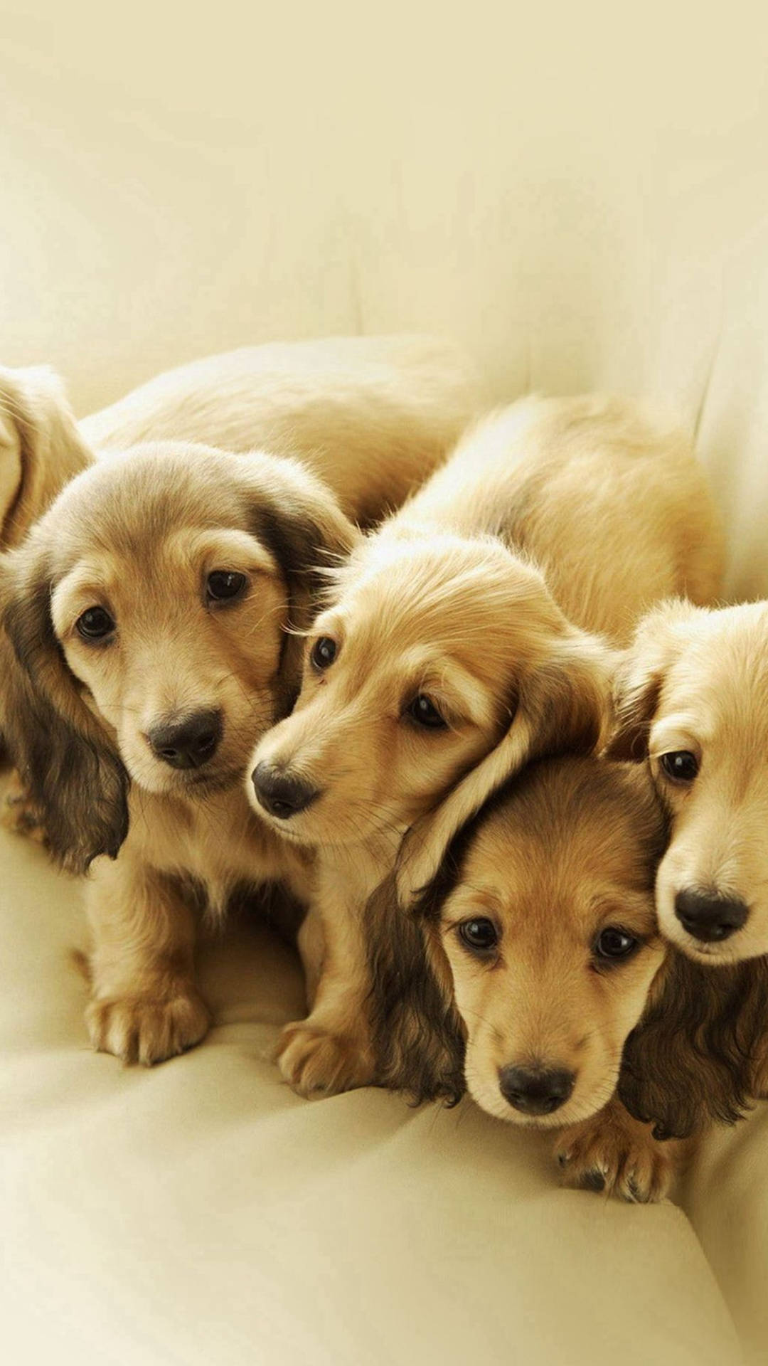Light Brown Puppies Wallpaper