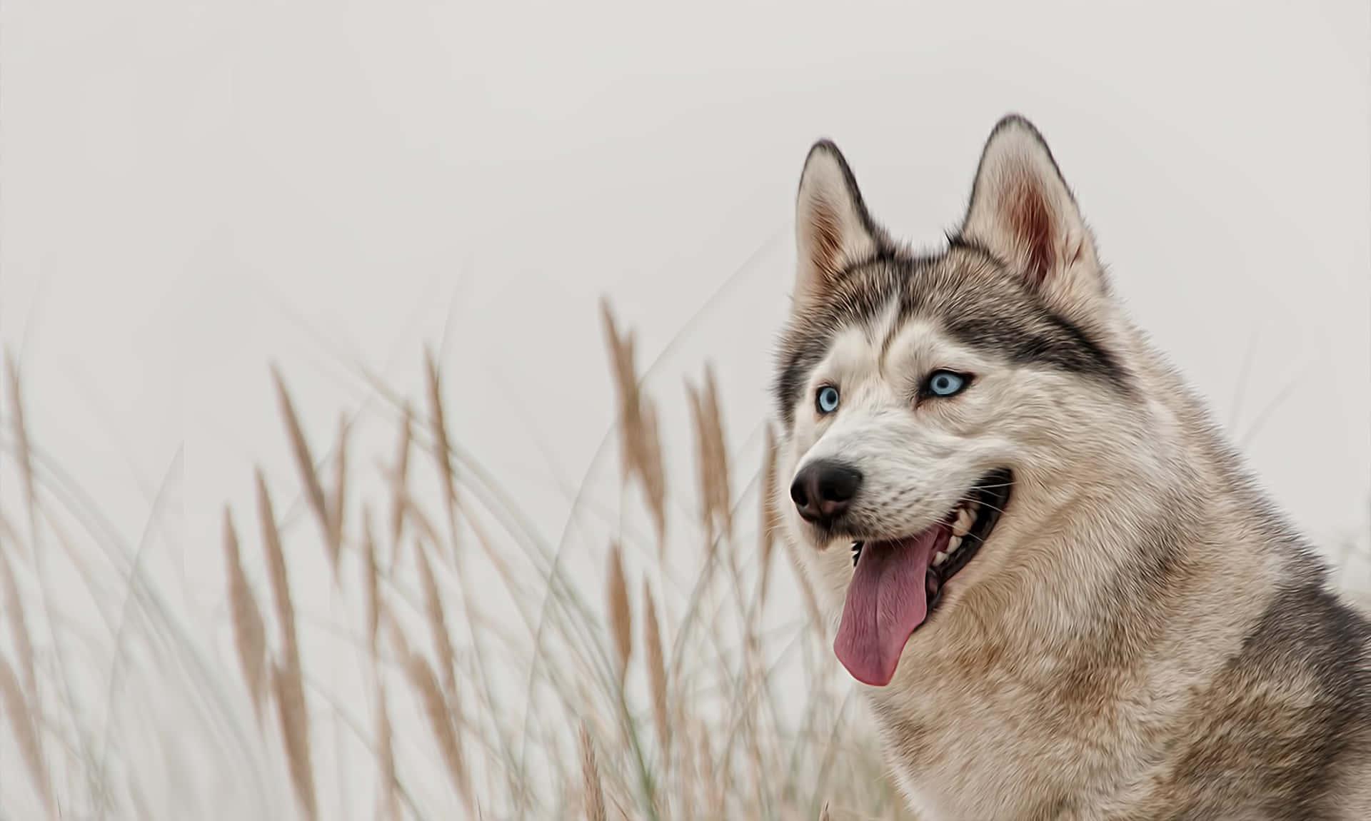 Ljusbrunsibirisk Husky Hund. Wallpaper