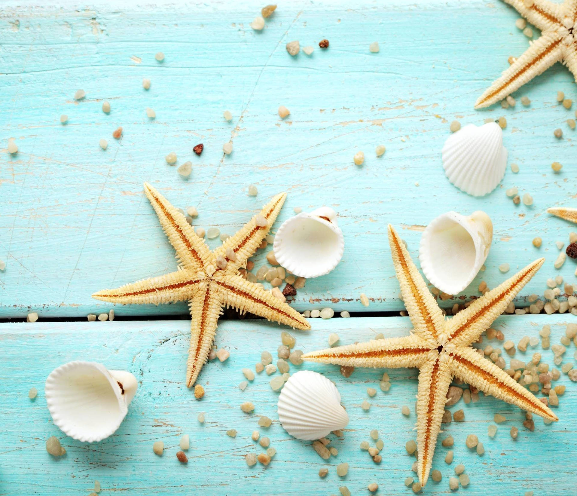 Estrellade Mar De Color Marrón Claro Con Conchas De Mar Blancas. Fondo de pantalla