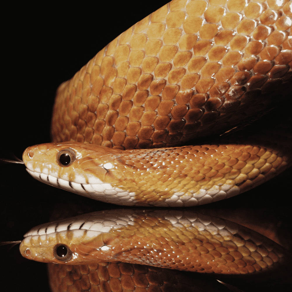 Light Brown Taipan Snake Background