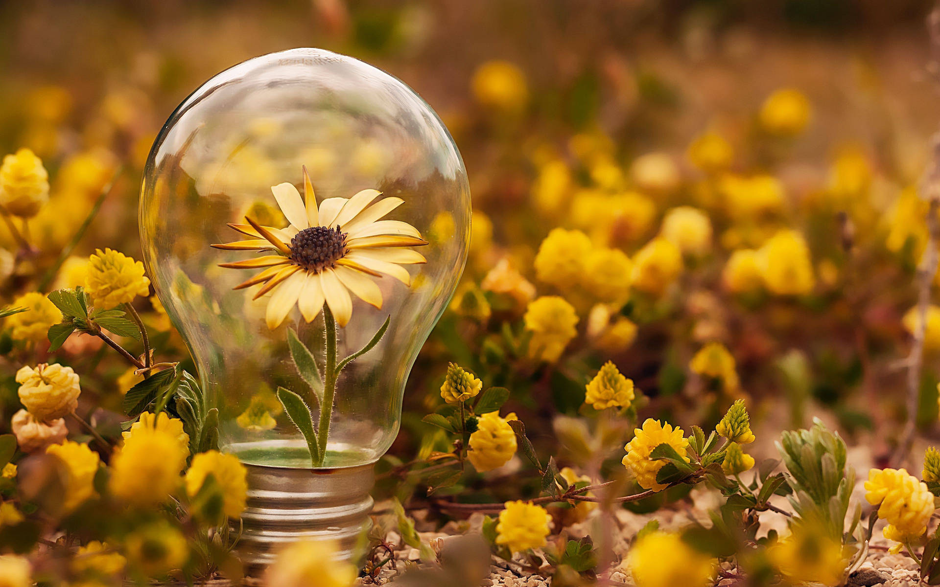 Light Bulb With Sunflowers Background