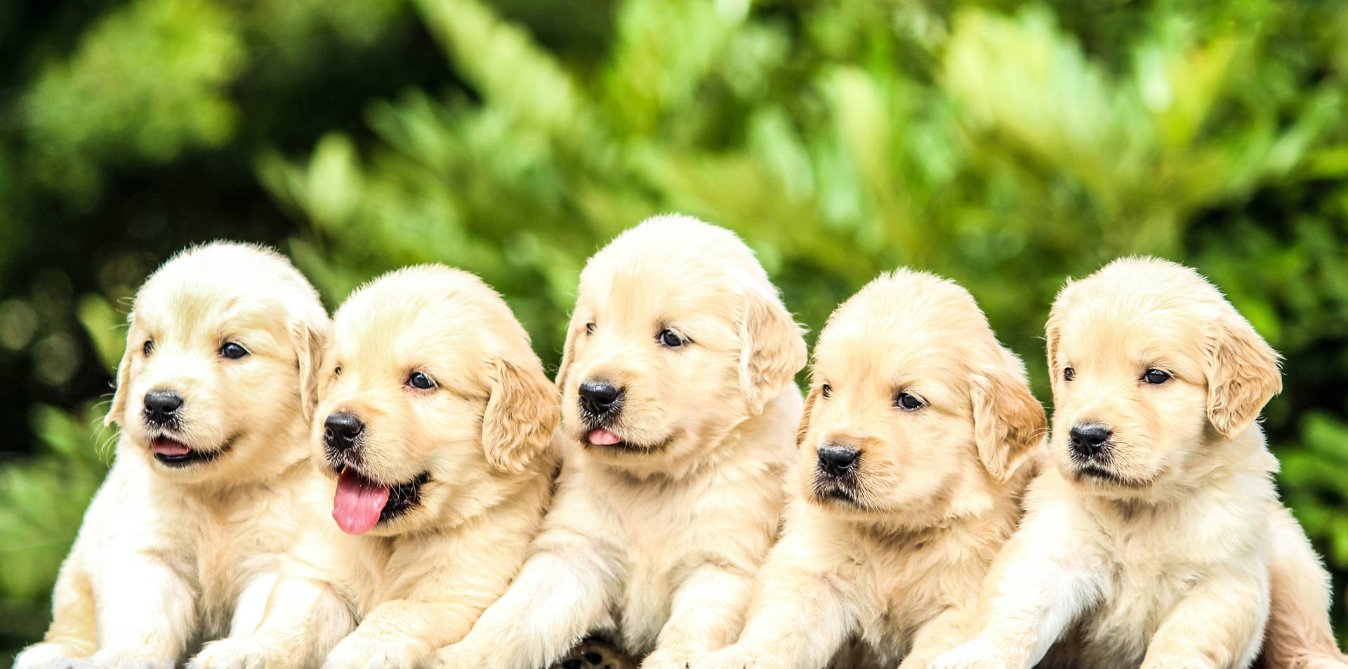 Light Golden Retriever Puppies Wallpaper